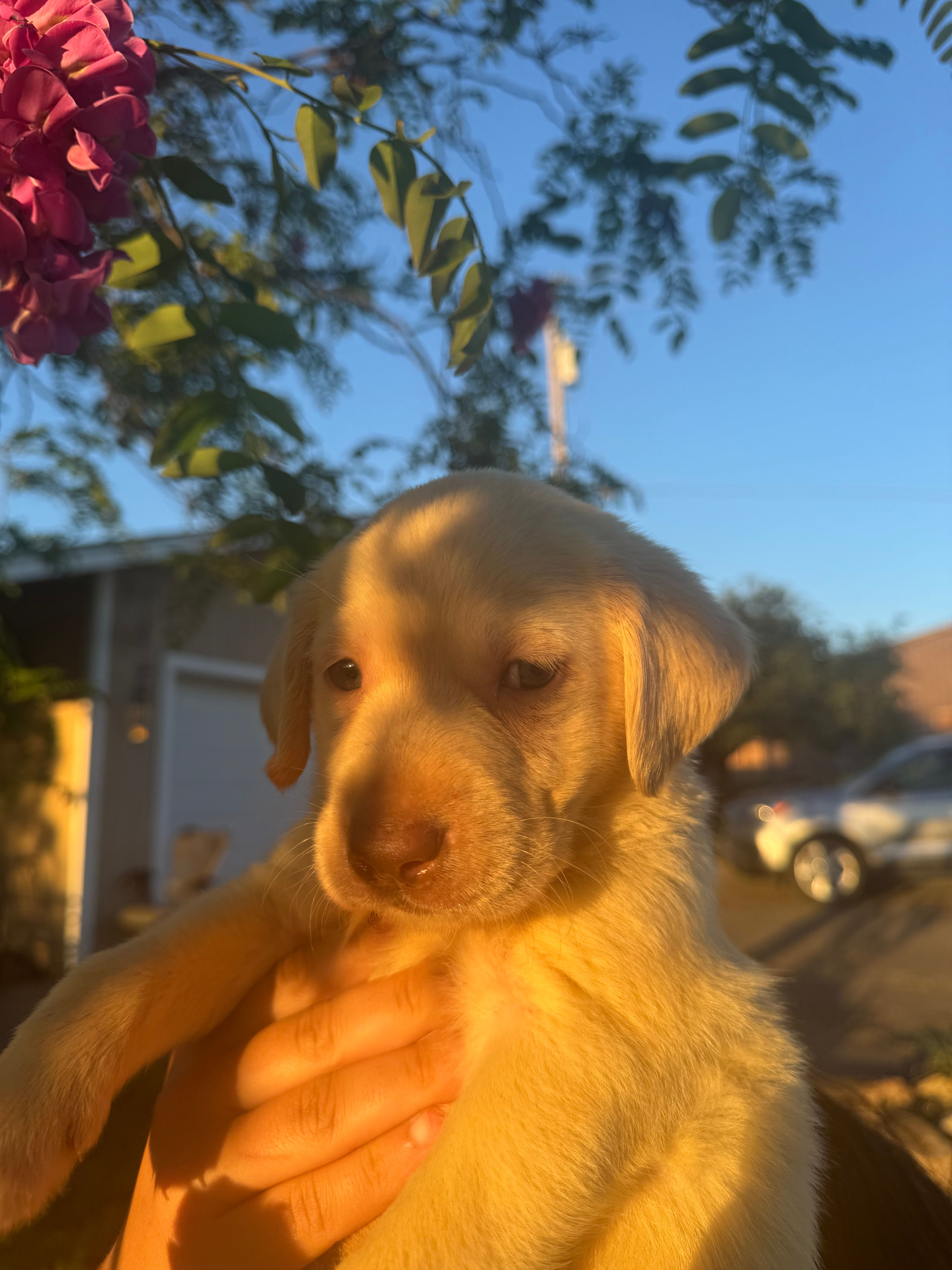 Dude  – Labrador Retriever puppy for sale in Napa, CA