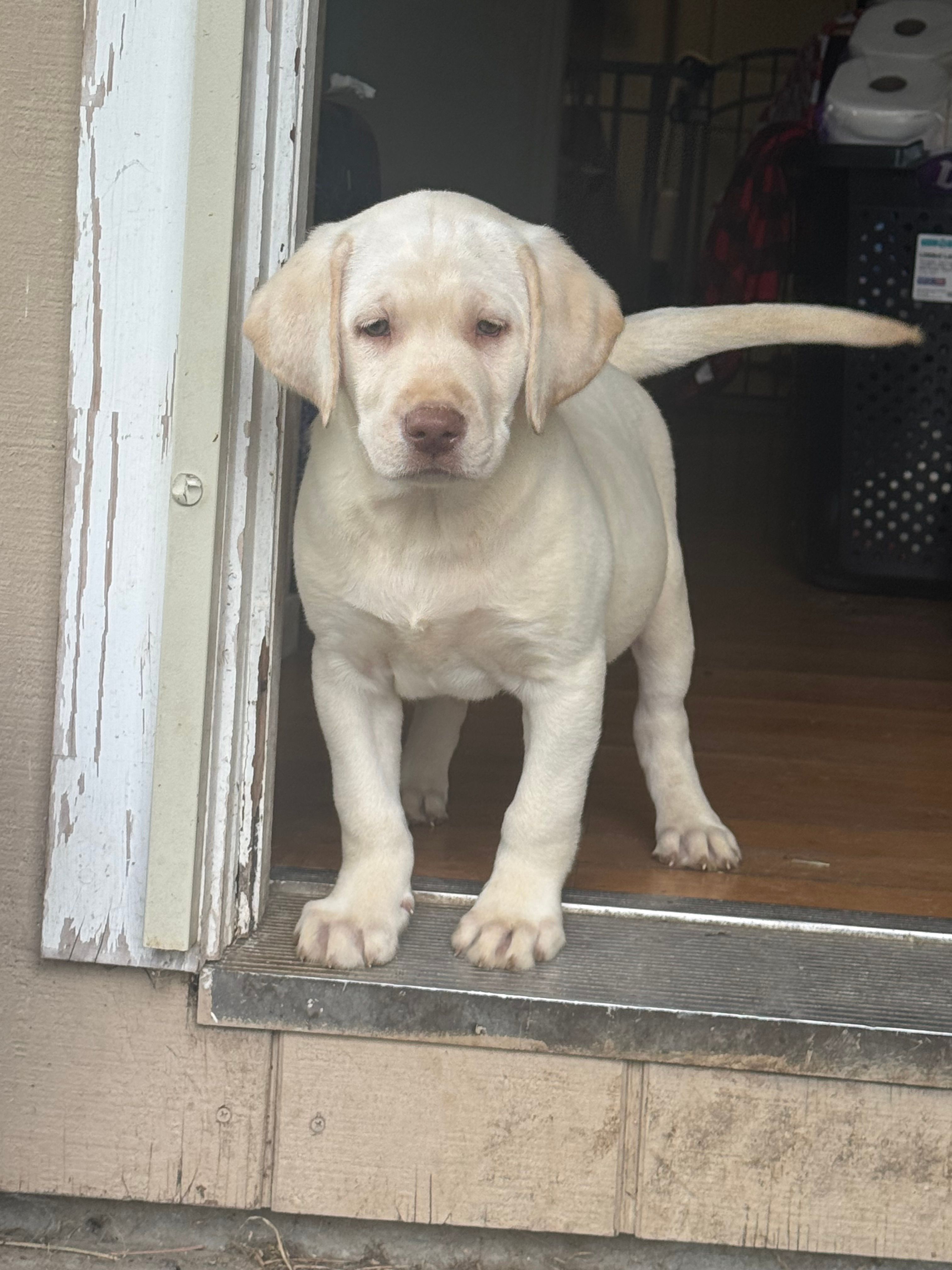 Dude  – Labrador Retriever puppy for sale in Napa, CA
