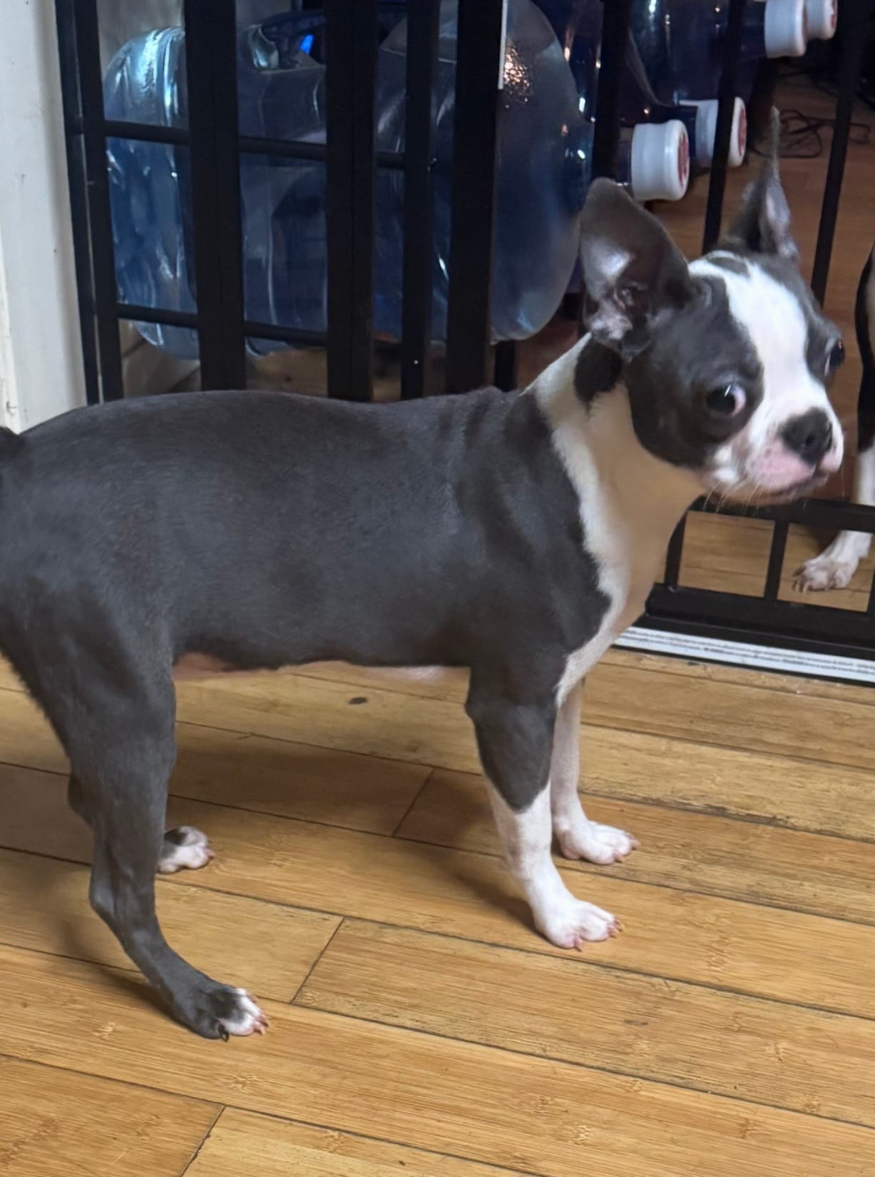 Balu – Boston Terrier puppy for sale in Napa, CA