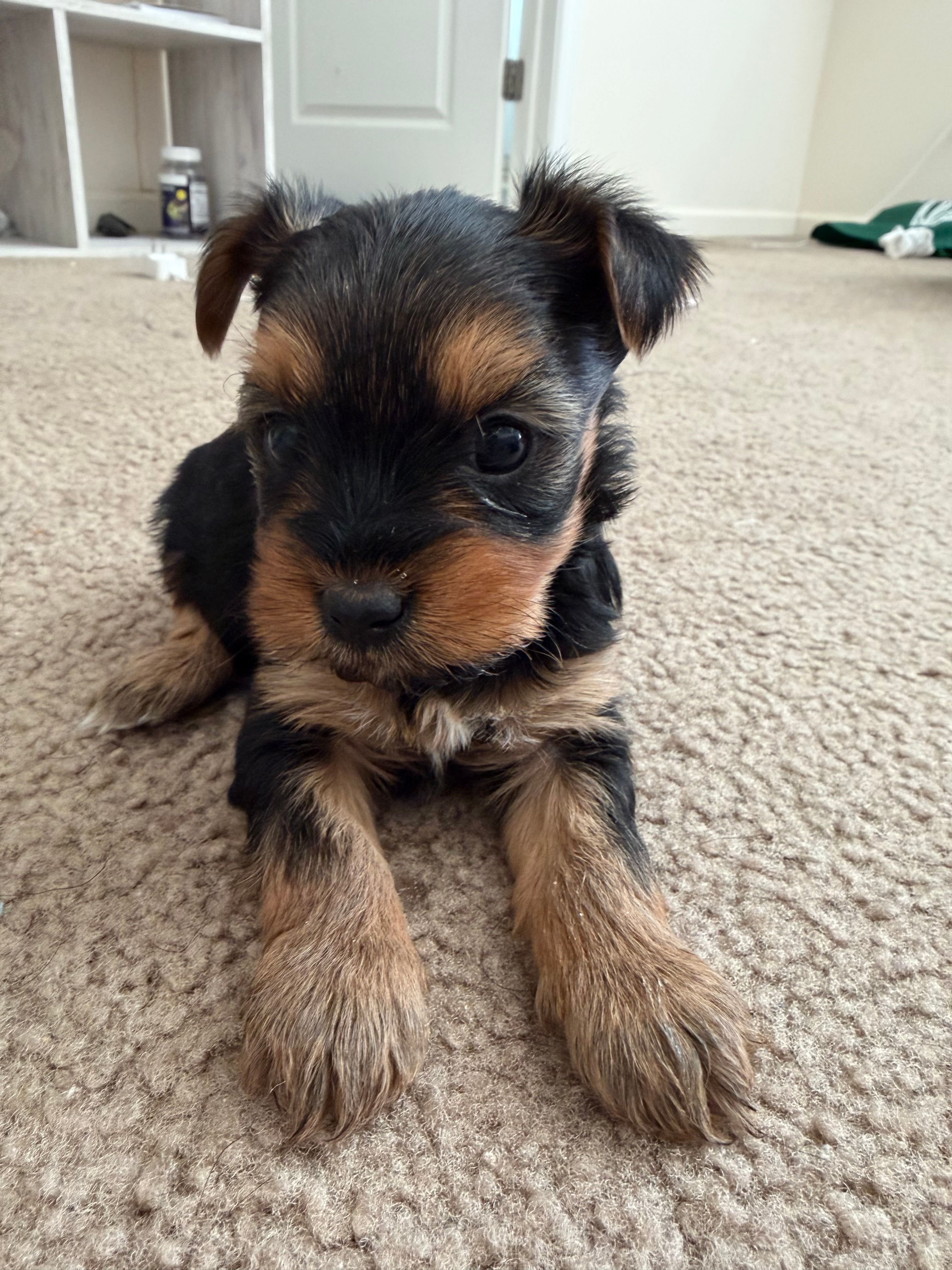 Yorkie