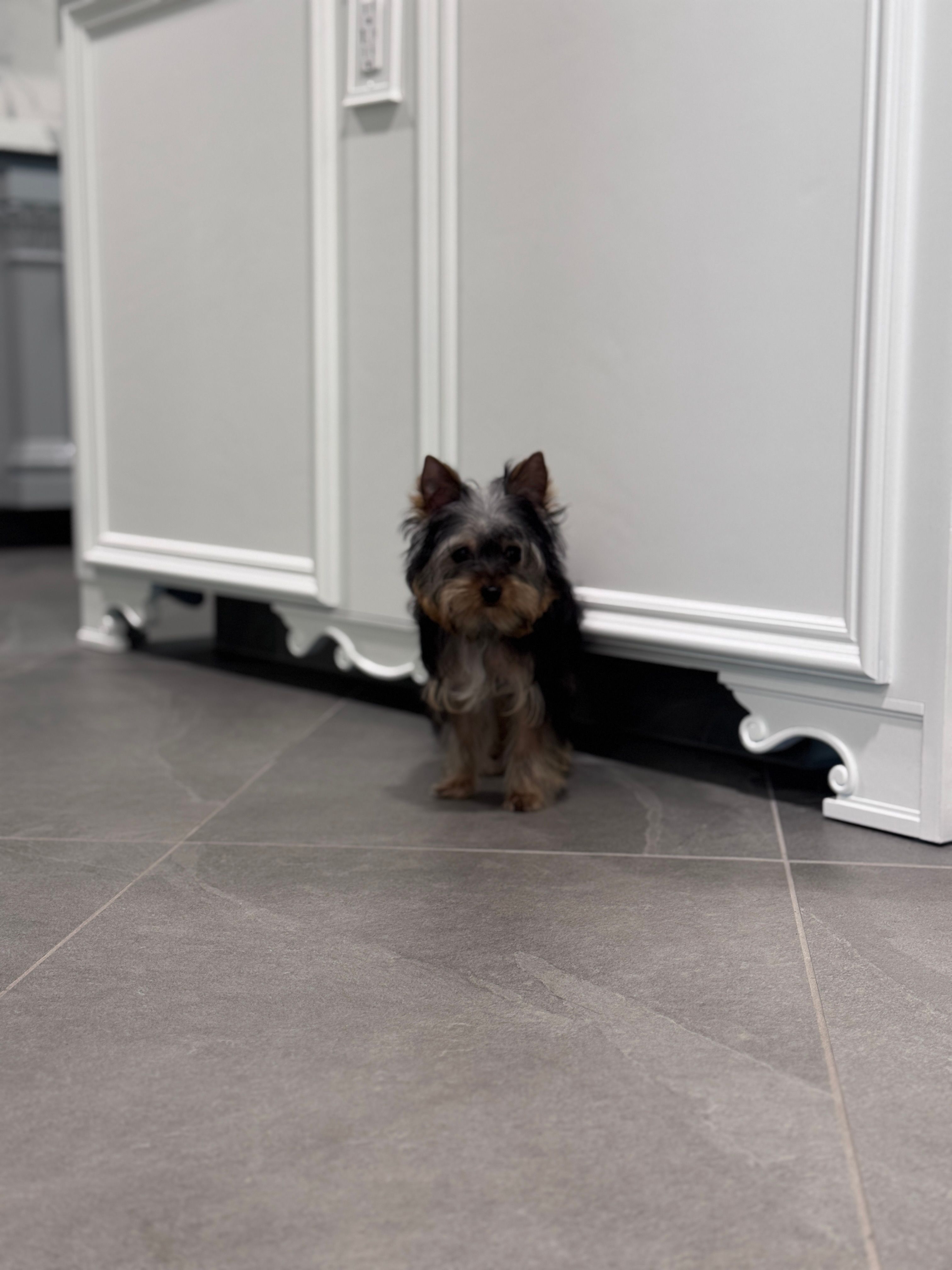 Tiny Teddy – Yorkshire Terrier puppy for sale in Madera, CA