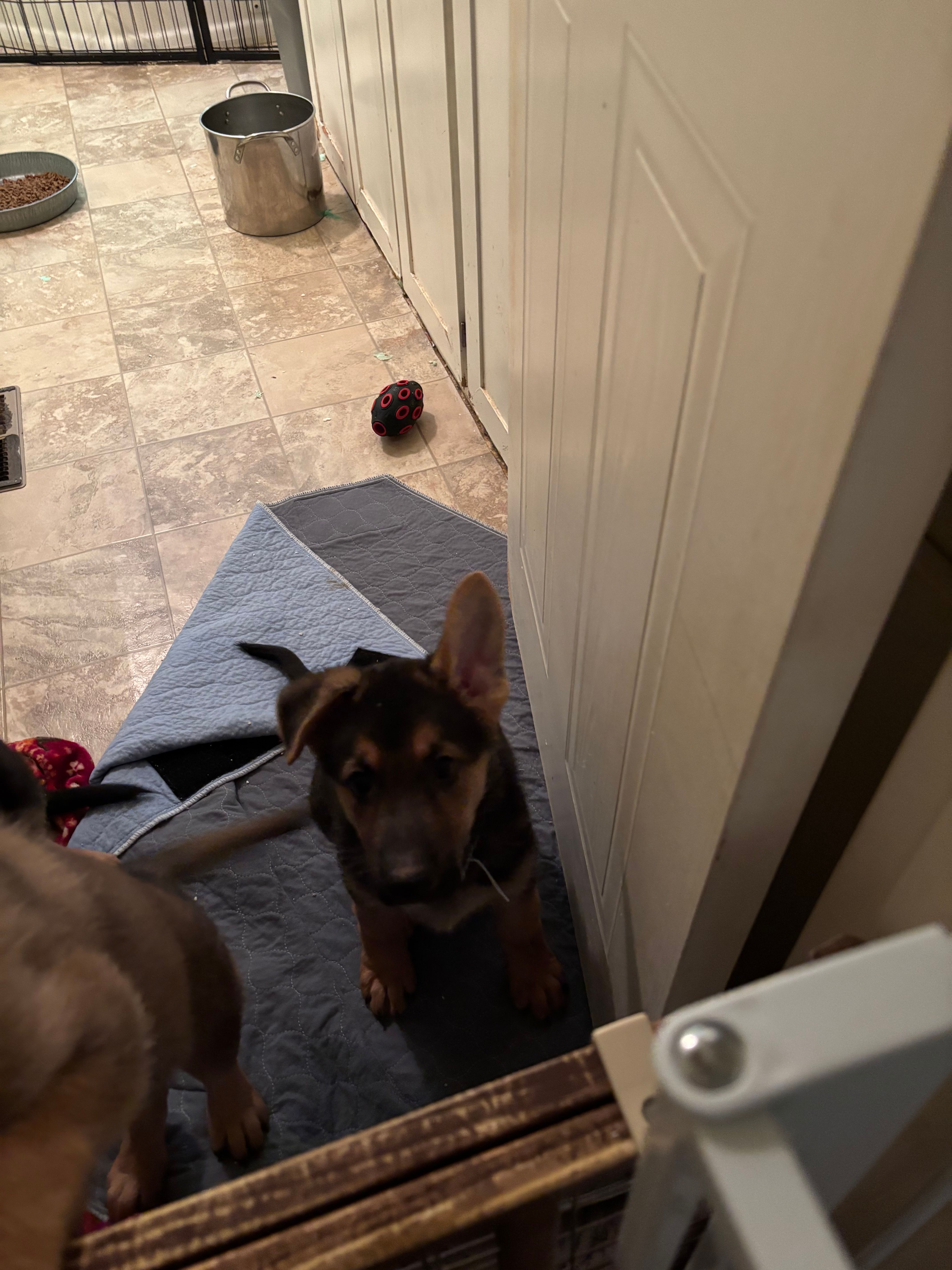 Teal collar – German Shepherd Dog puppy for sale in Rome, GA