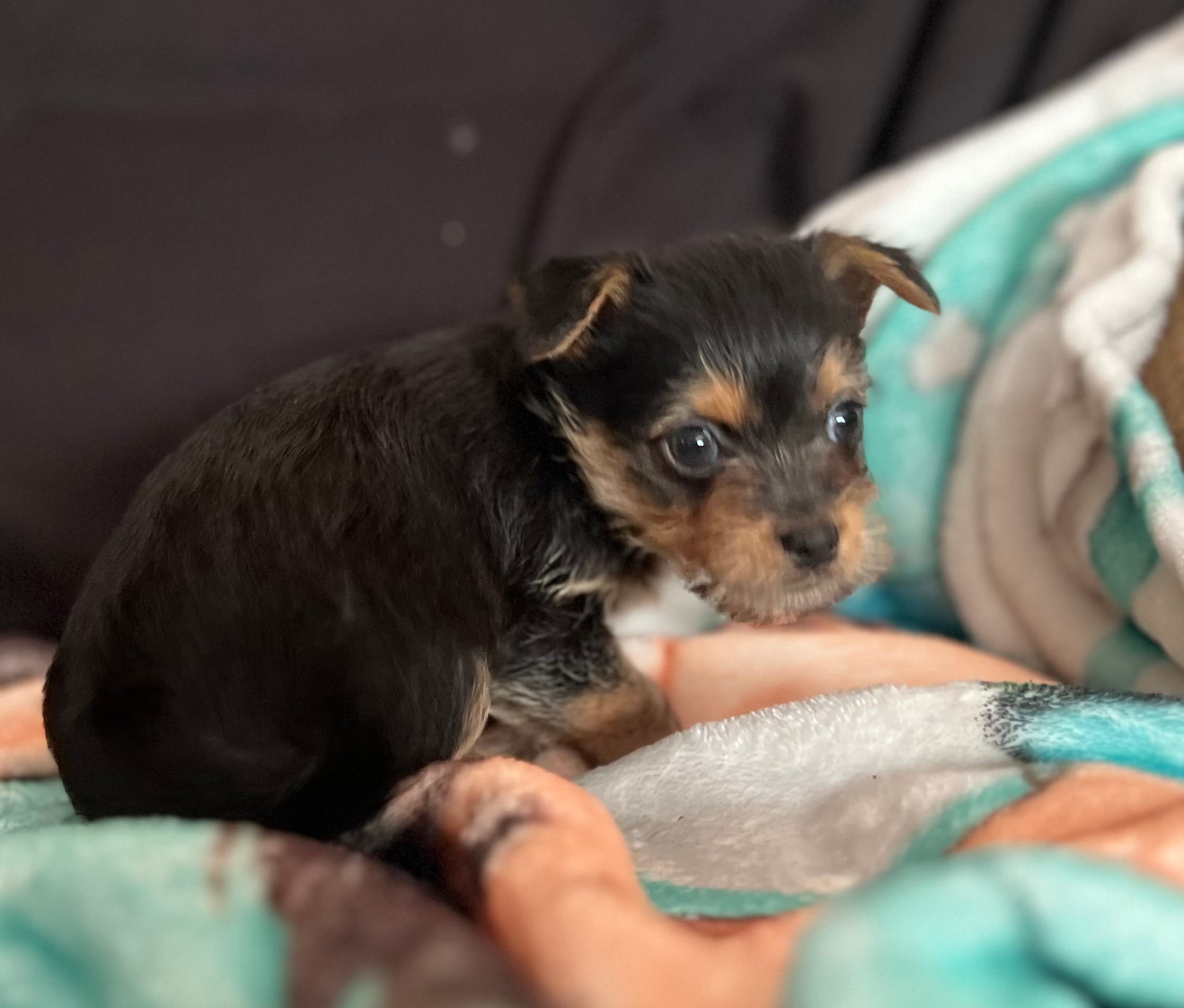 Angel – Chorkie puppy for sale in Lincoln, AL