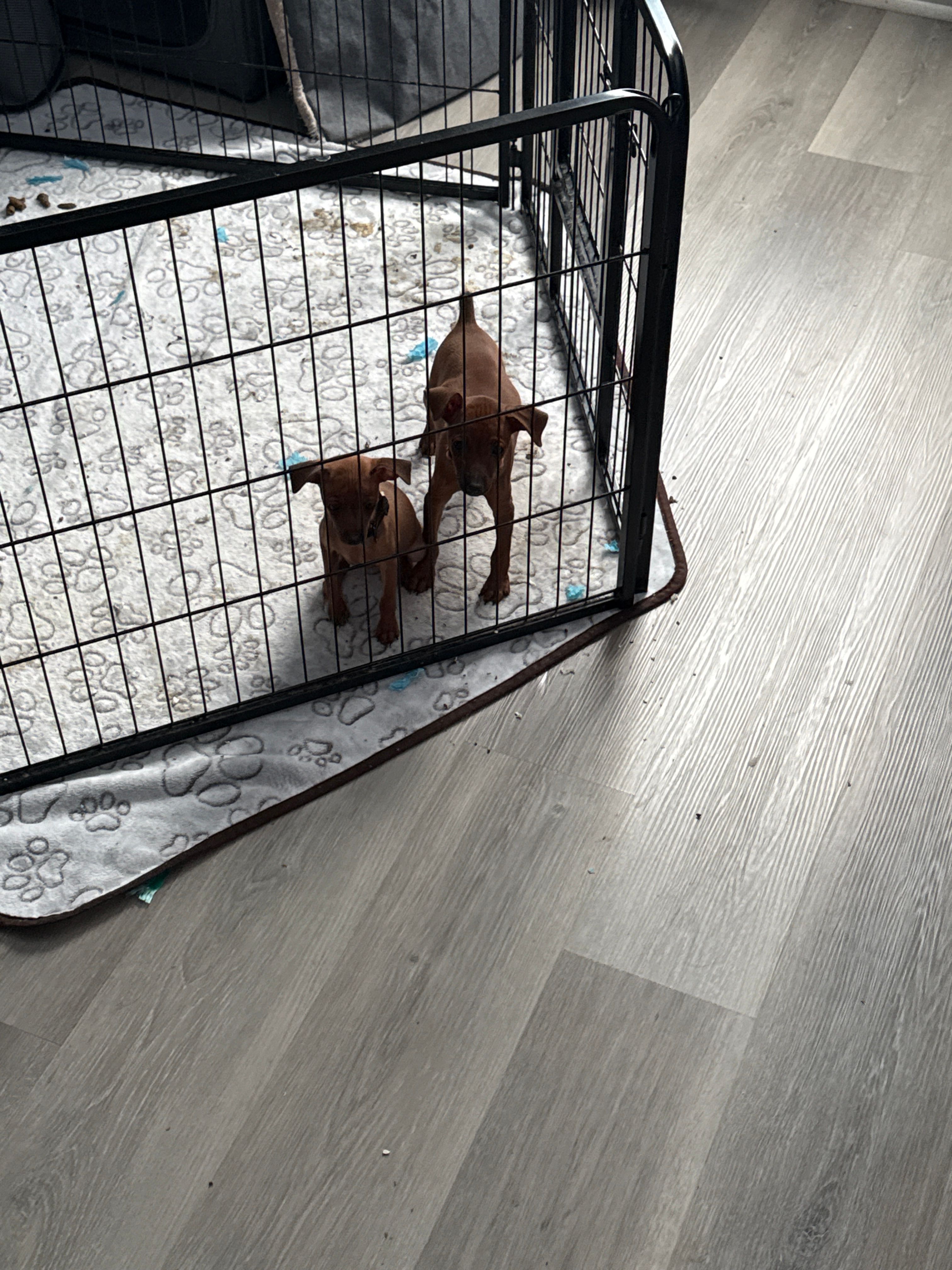 Cream – Miniature Pinscher puppy for sale in Villa Rica, GA