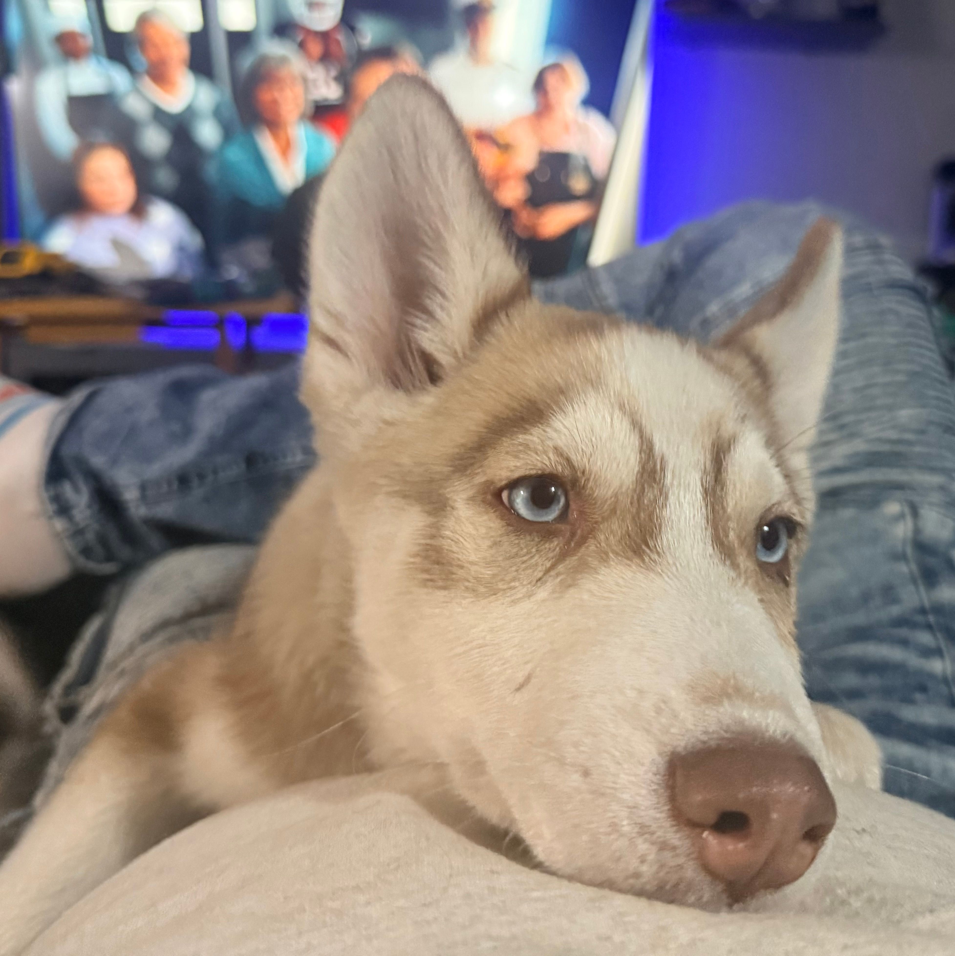 Akela - Graceful – Siberian Husky puppy for sale in Pensacola, FL