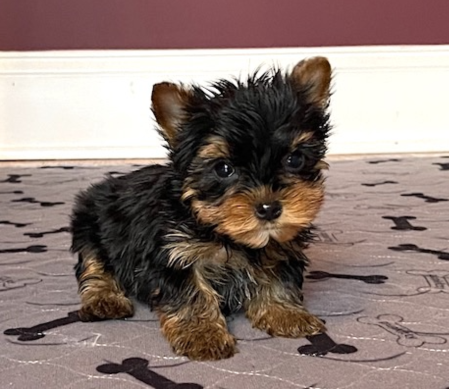 Yorkie Female "You Love Me" – Yorkshire Terrier puppy for sale in Marietta, GA
