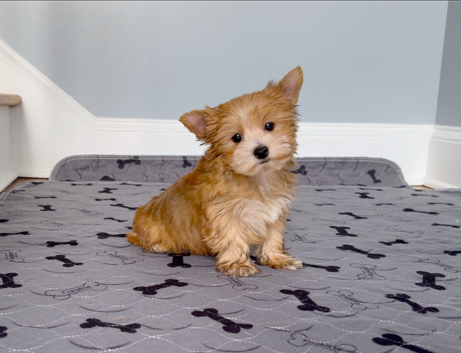 Tiny! Yorkie Female Gold.. So Rare!  "I'm a Star" – Yorkshire Terrier puppy for sale in Marietta, GA