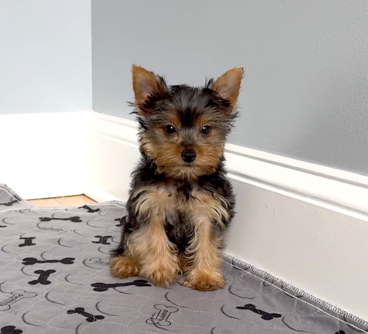 Yorkie Female "You Love Me" – Yorkshire Terrier puppy for sale in Marietta, GA