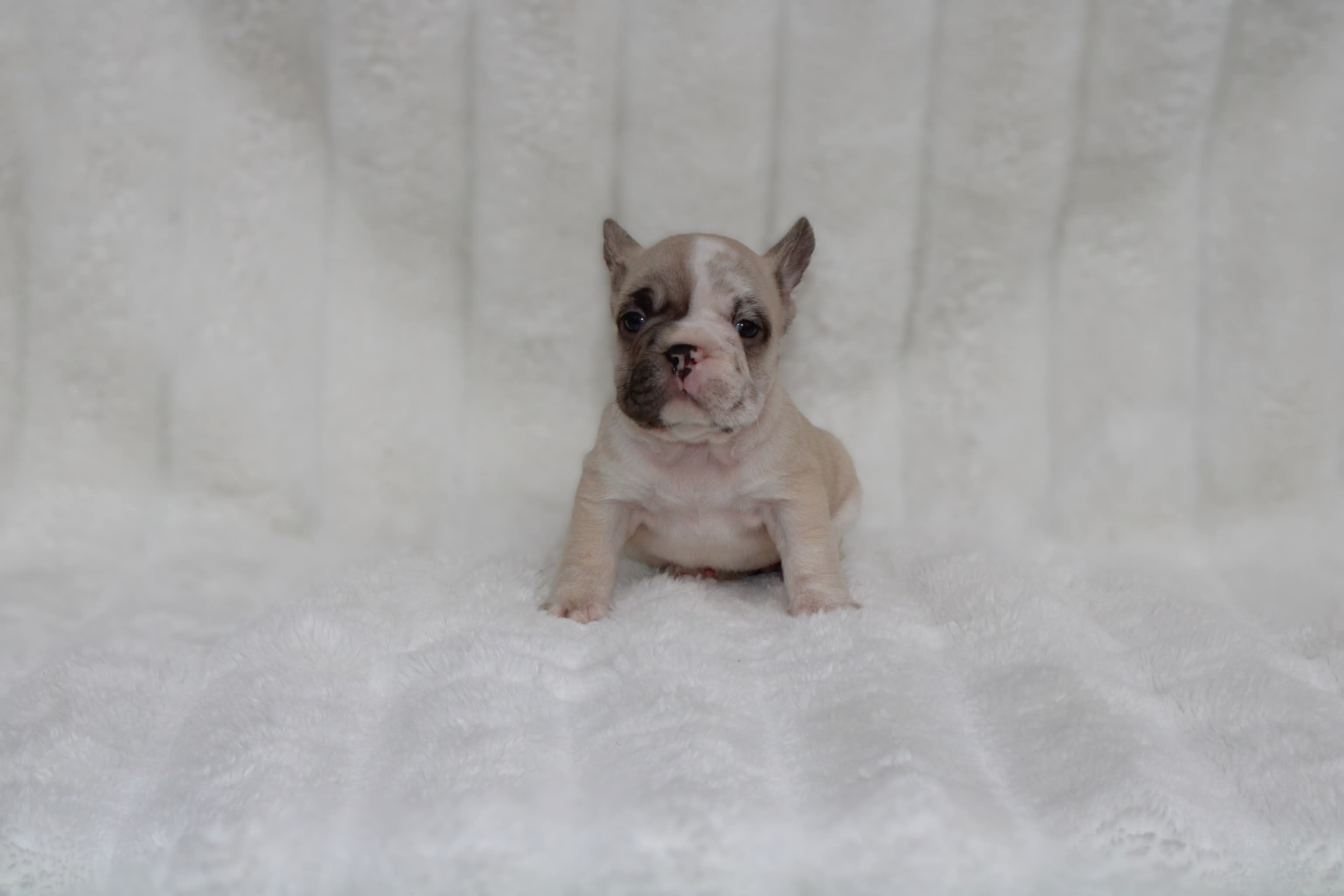 Monroe – French Bulldog puppy for sale in Pomona, CA