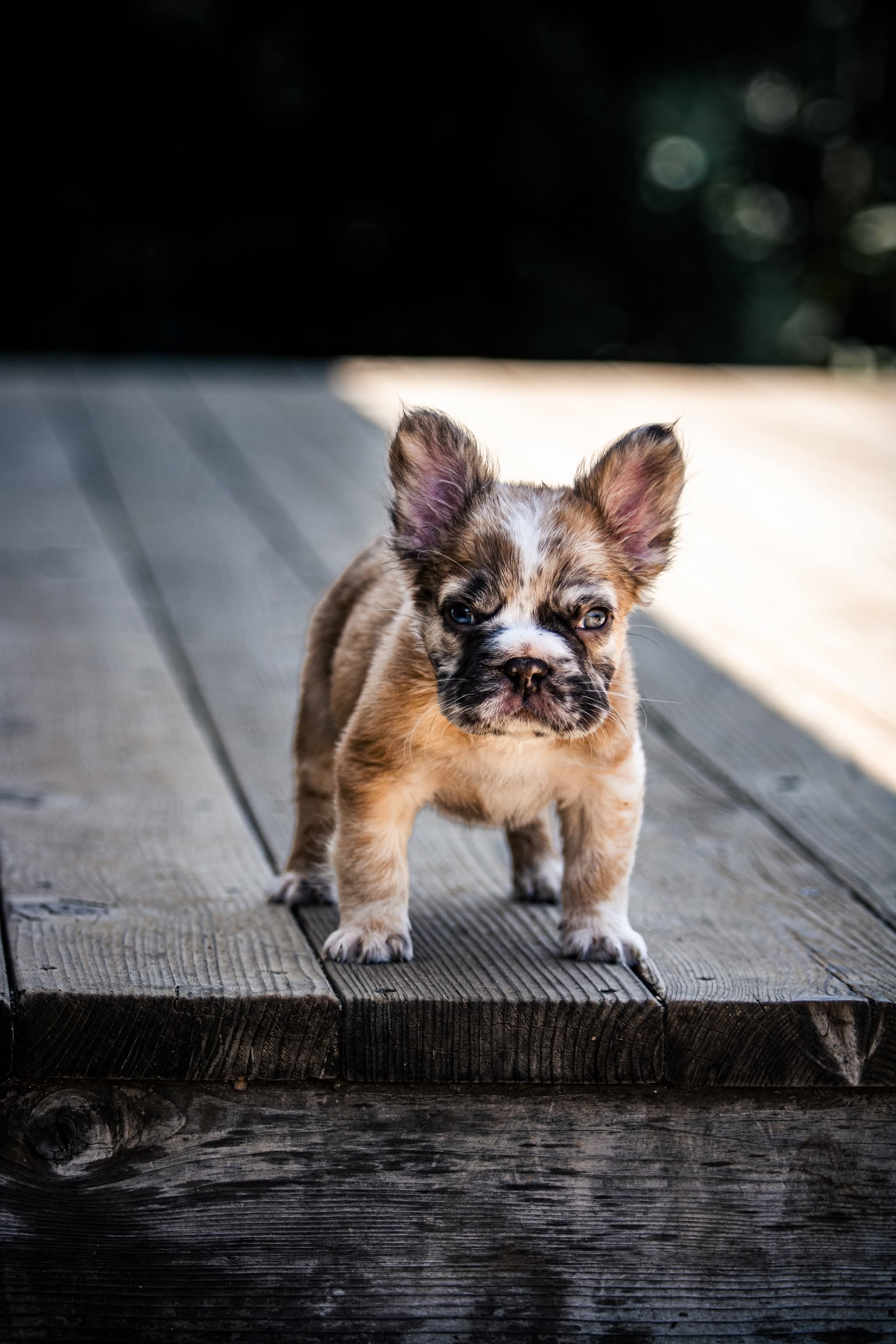 Maverick fluffy French bulldog  – French Bulldog puppy for sale in Pomona, CA
