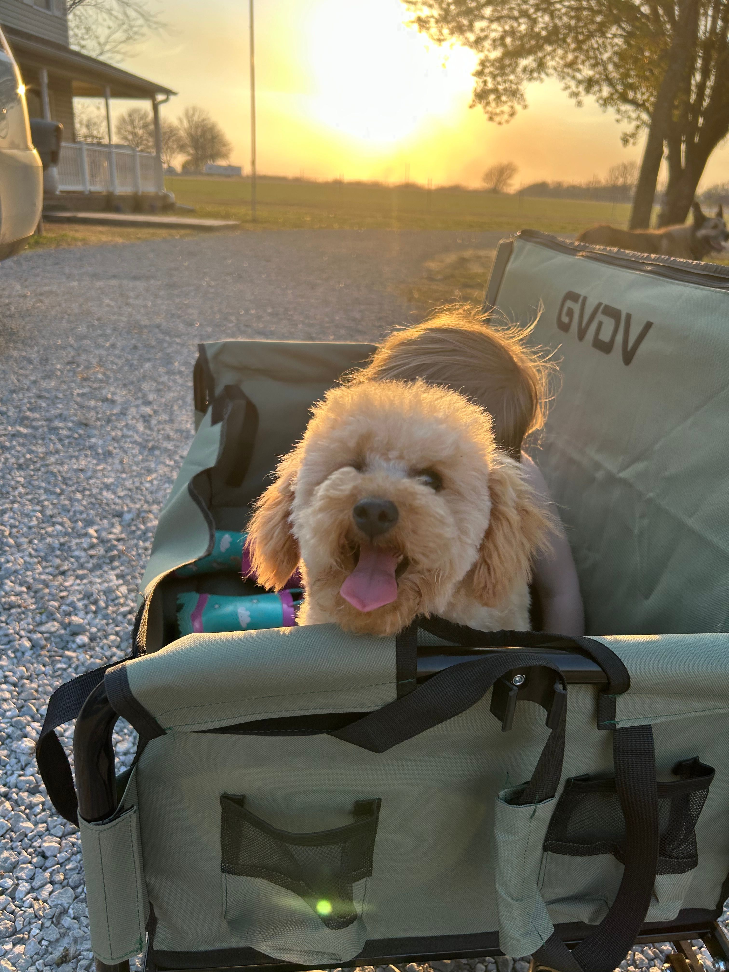 AKC Charlie – Poodle - Toy  puppy for sale in Welch, OK