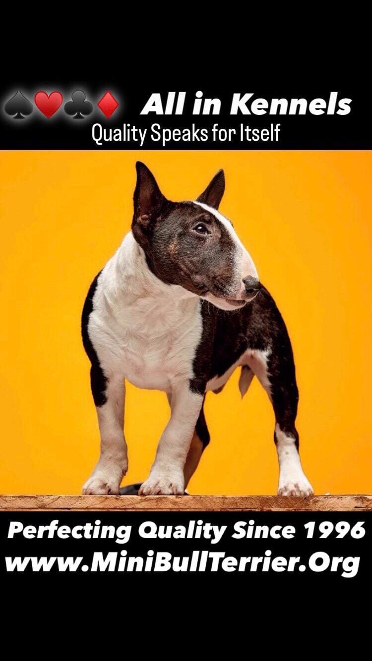 TOP QUALITY - Miniature – Bull Terrier puppy for sale in Van Nuys, CA