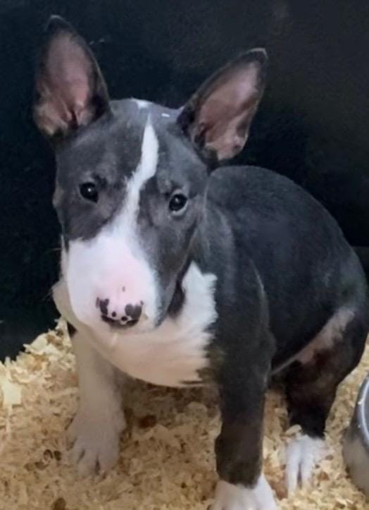 top Quality male – Miniature Bull Terrier puppy for sale in Van Nuys, CA