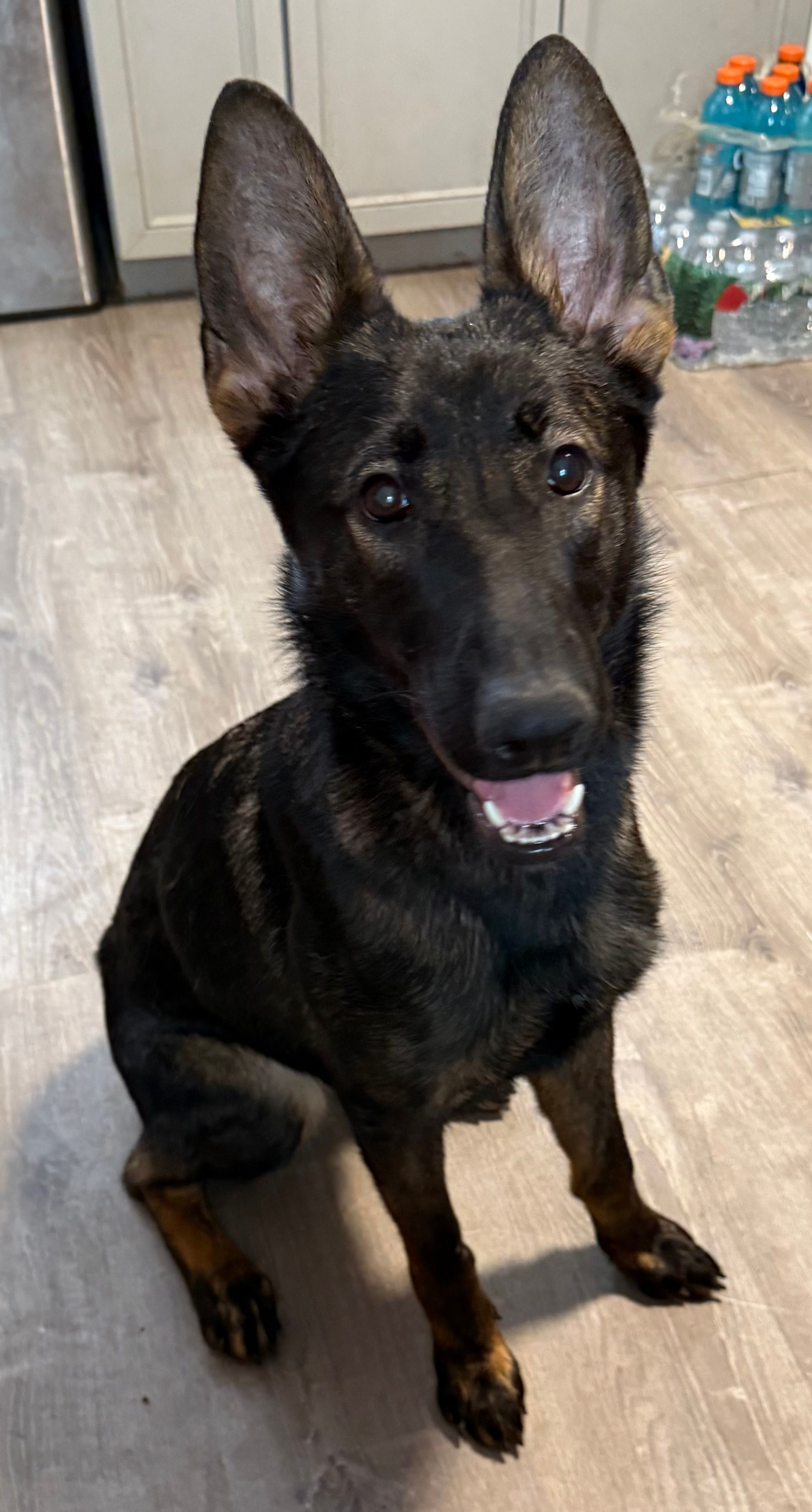 Female German Shepherd  – German Shepherd Dog puppy for sale in Taunton, MA