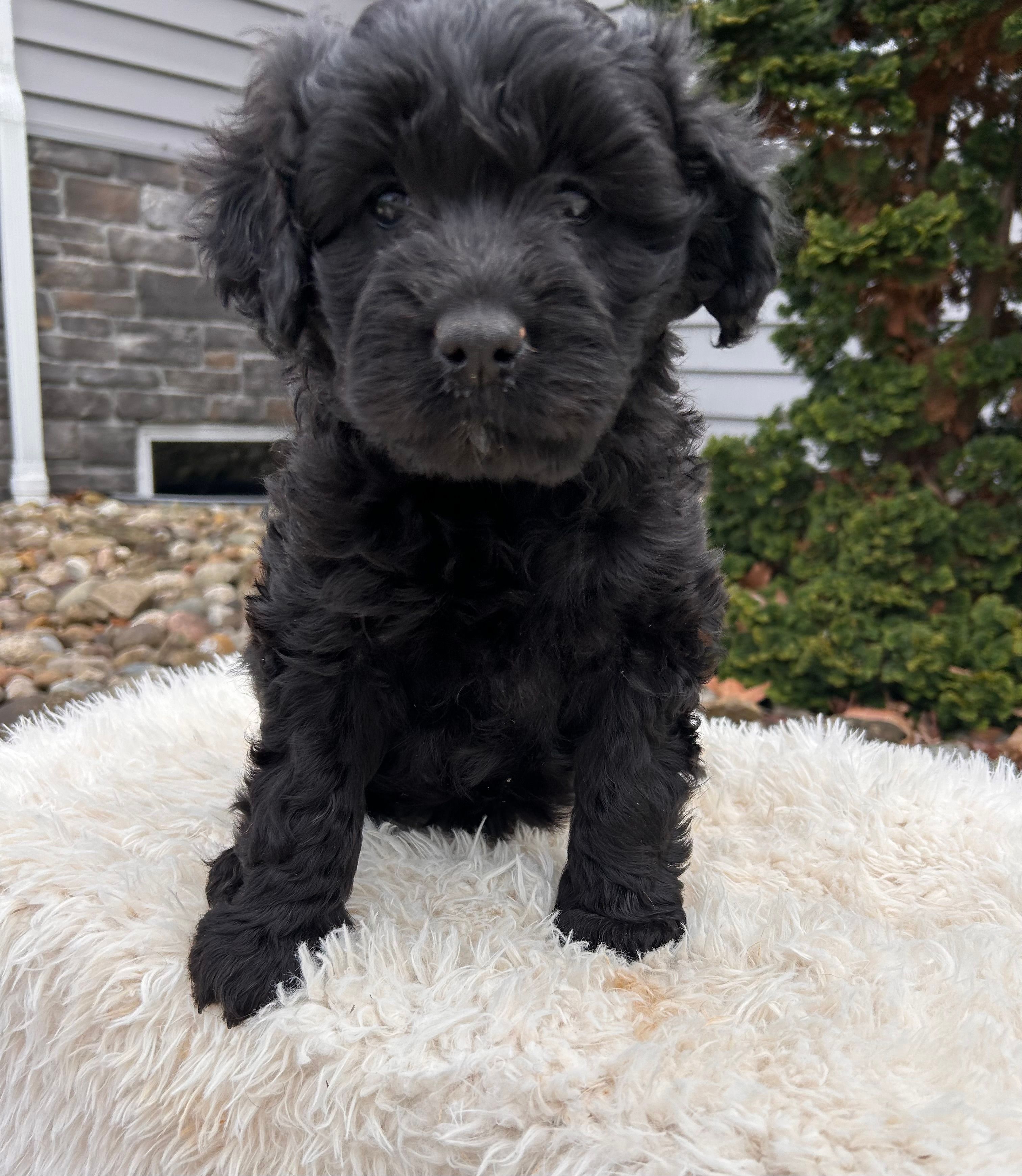 Ivy – Portuguese Water Dog puppy for sale in Sugarcreek, OH