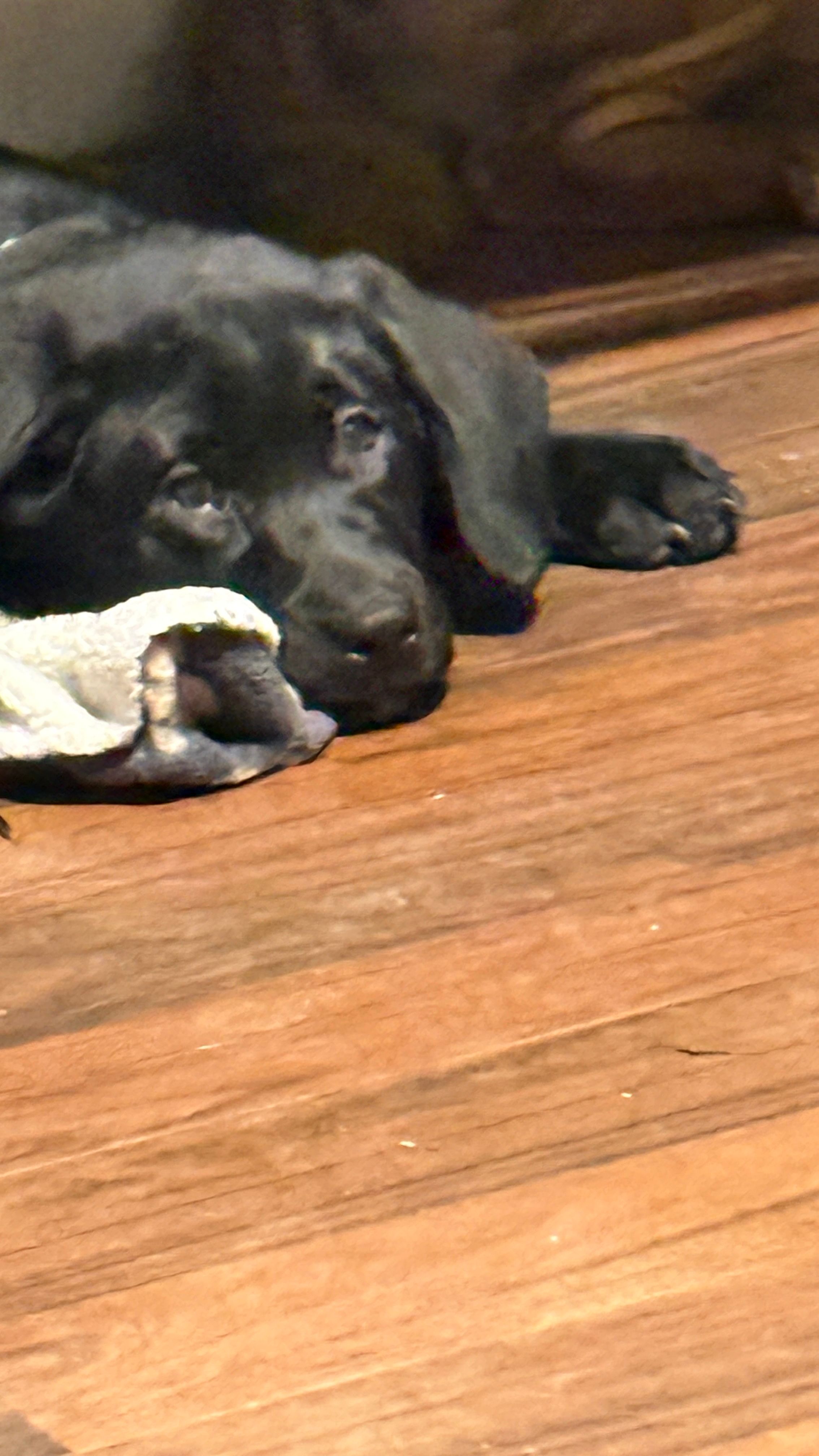 May – Labrador Retriever puppy for sale in Flowery Branch, GA