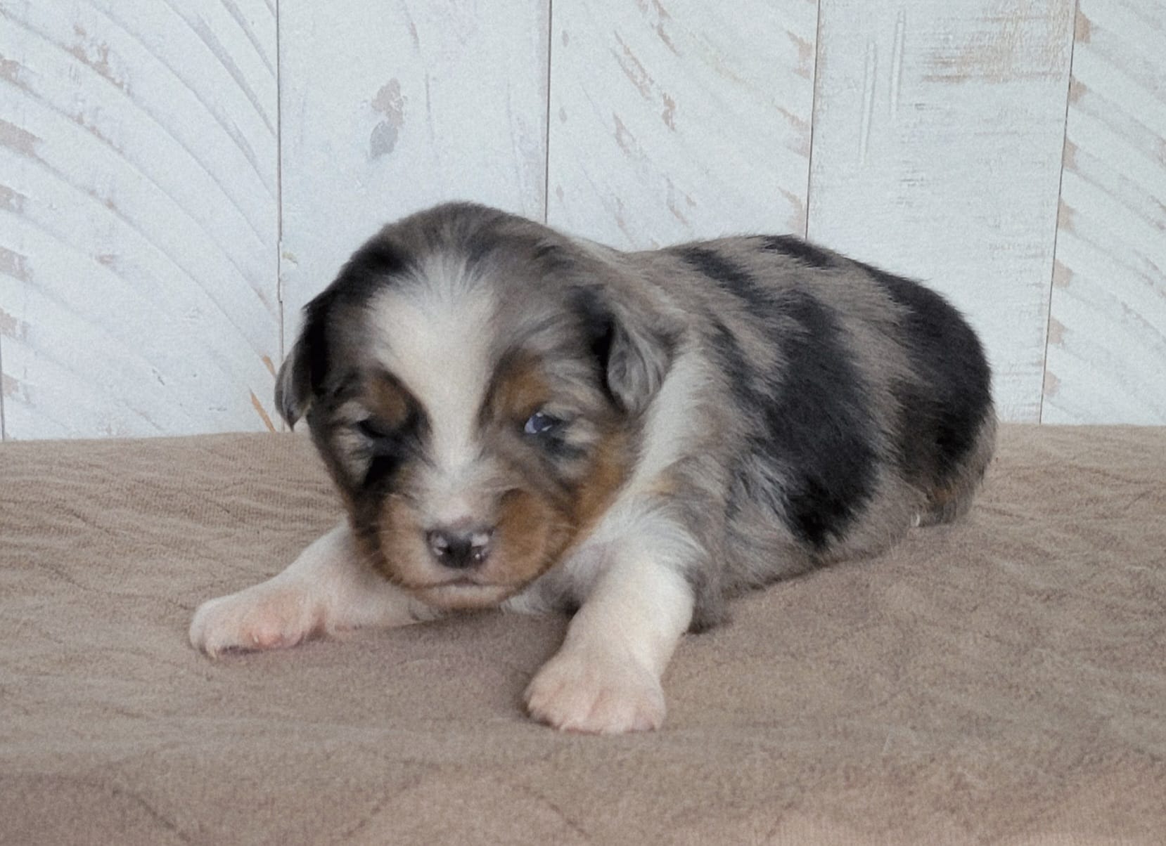 Fenway – Miniature Australian Shepherd puppy for sale in Hayfield, MN