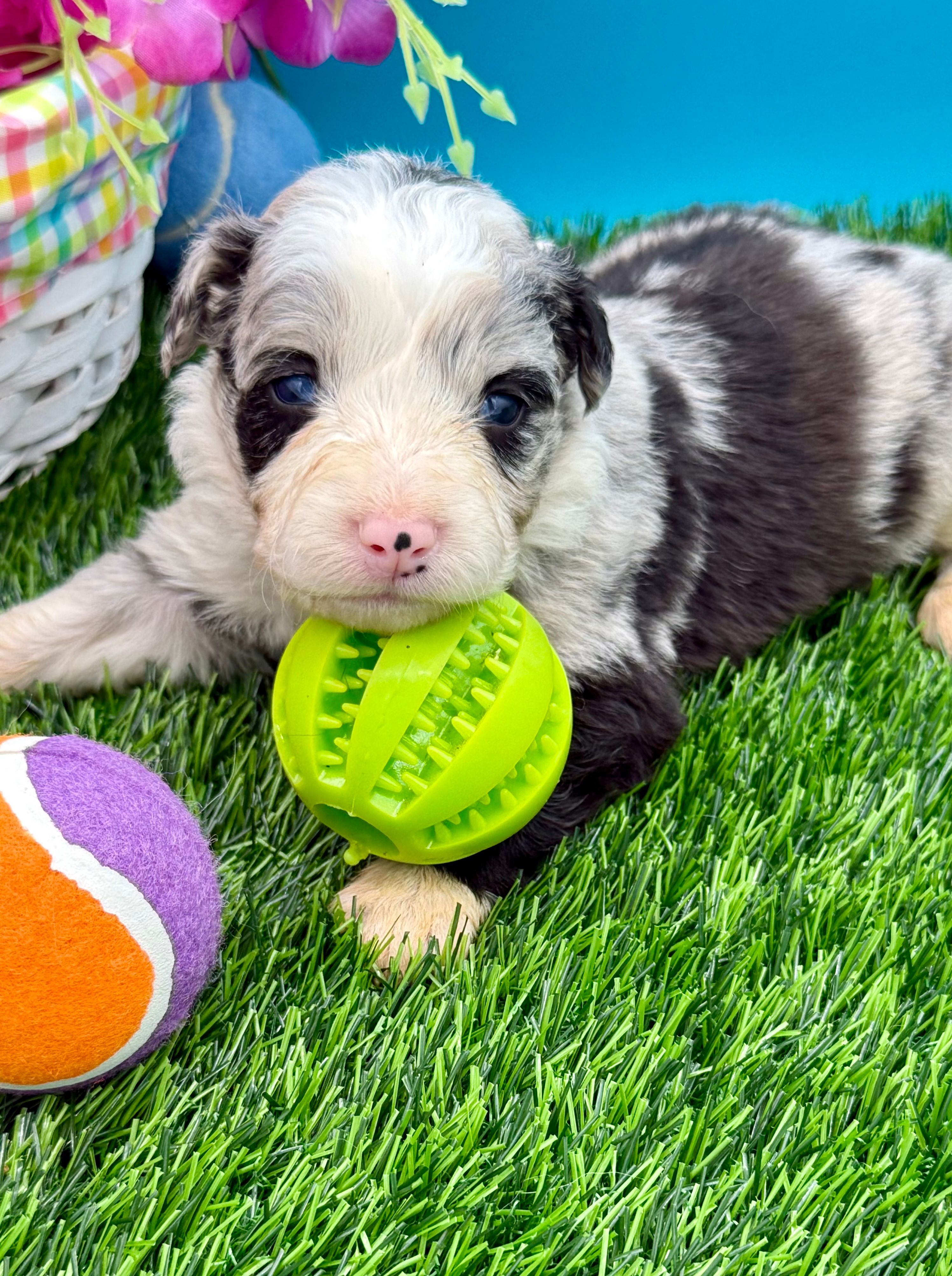 Red Collar Blue Merle F – Border Collie puppy for sale in Inman, SC