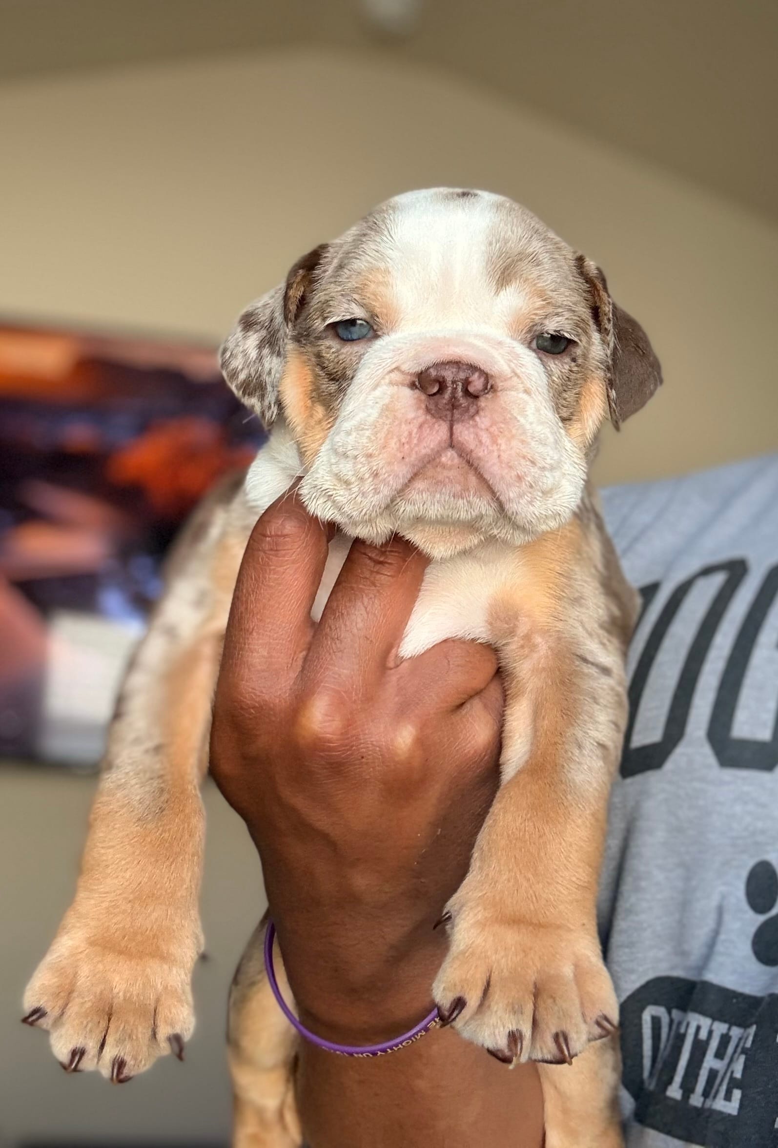 Willy Wonka – English Bulldog puppy for sale in Atlanta, GA