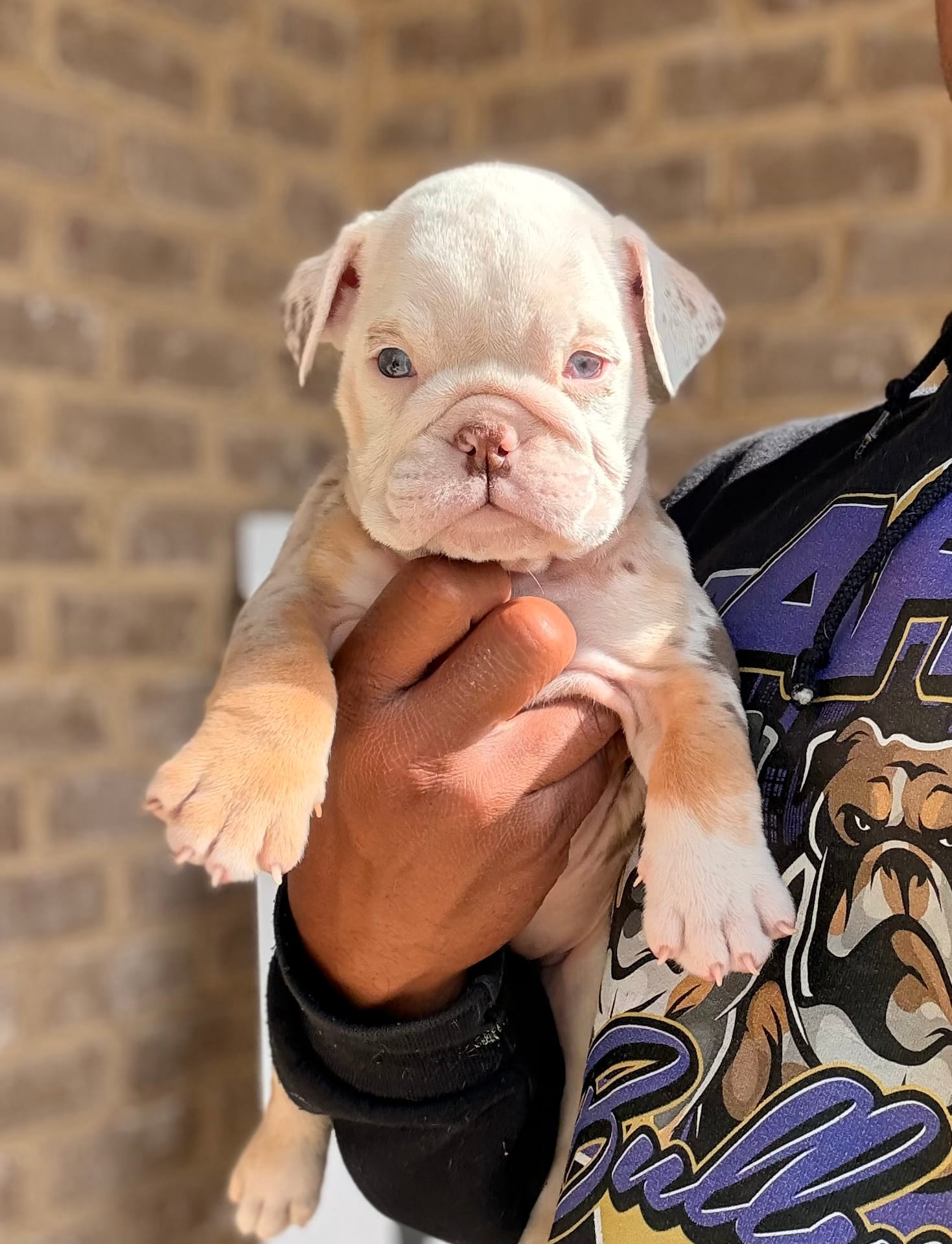 Tinker Bell – English Bulldog puppy for sale in Atlanta, GA