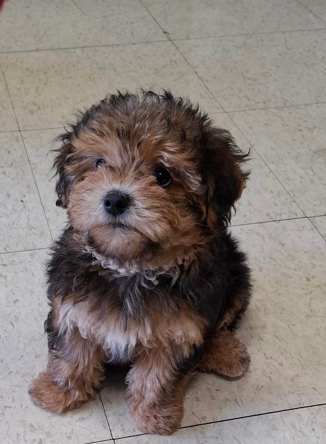 Baby  – Yorkshire Terrier, Poodle - Miniature  puppy for sale in Los Angeles, CA