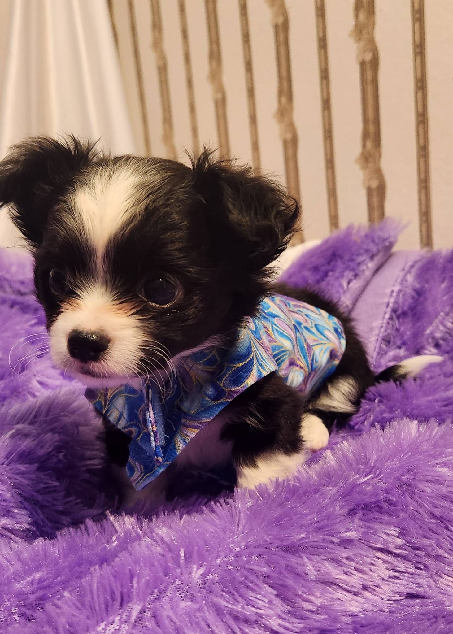 Carlos – Chihuahua puppy for sale in Eubank, KY
