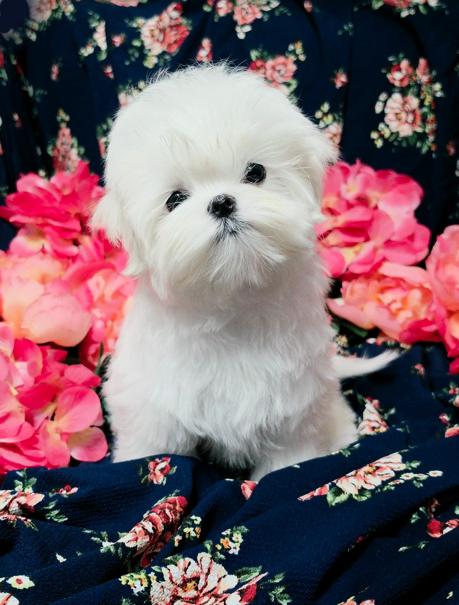 Rumi – Maltese puppy for sale in Fresno, CA