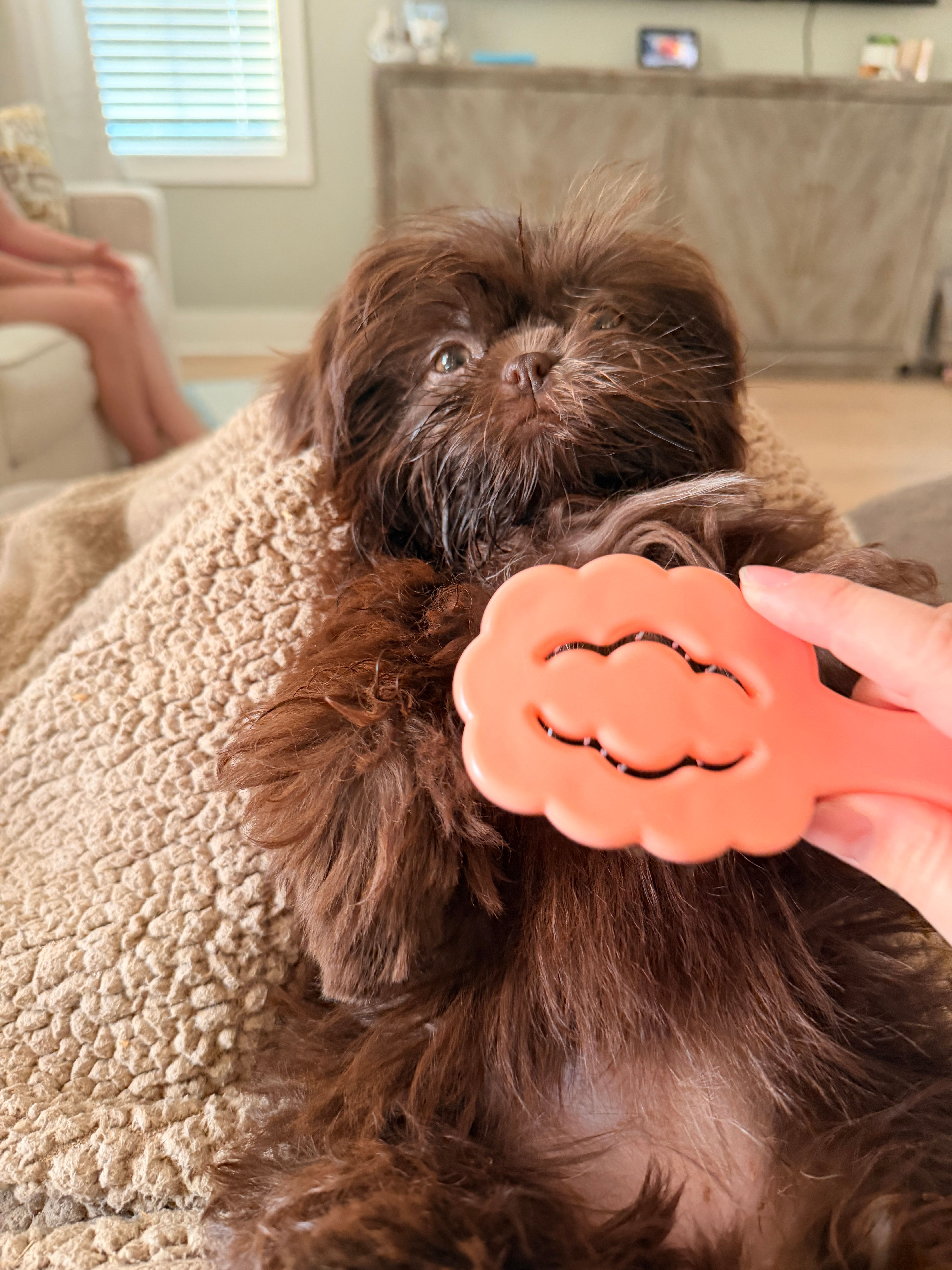 Girl  – Shih Tzu puppy for sale in Florence, AL