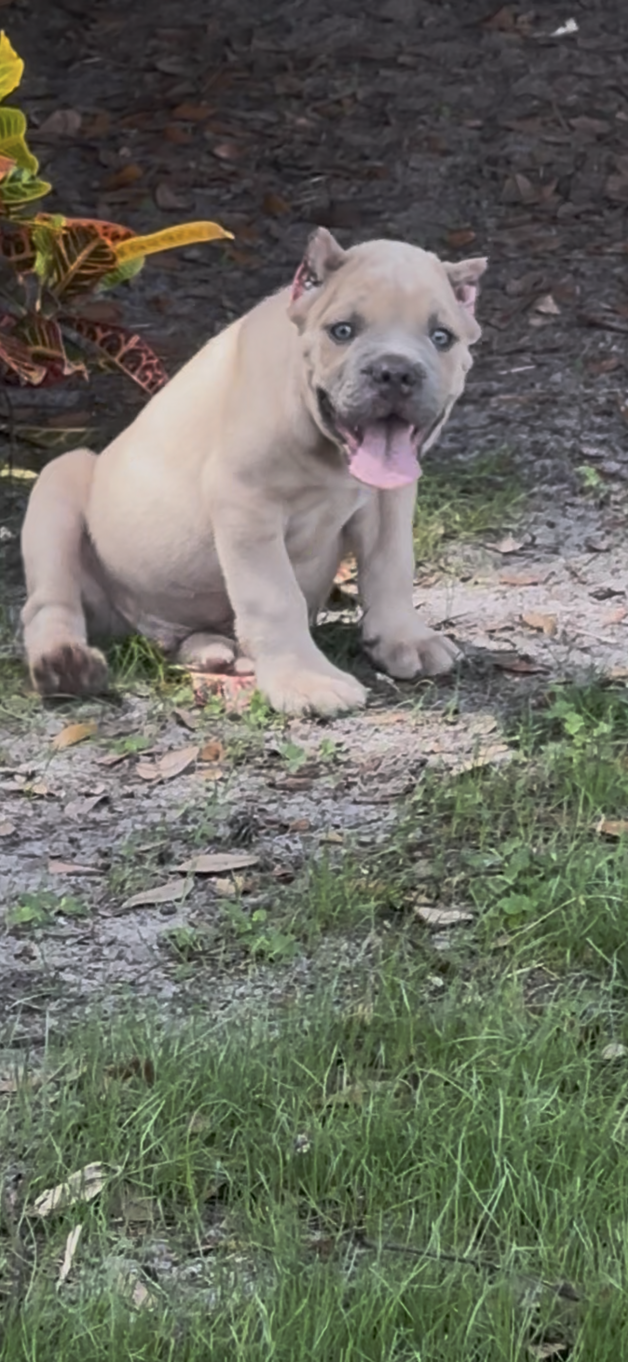 Blue  – Cane Corso puppy for sale in Dade City, FL
