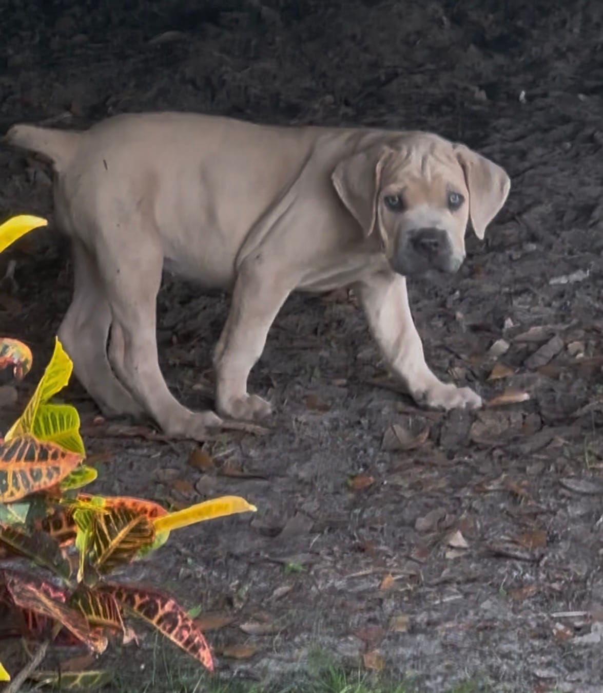 Light pink  – Cane Corso puppy for sale in Dade City, FL