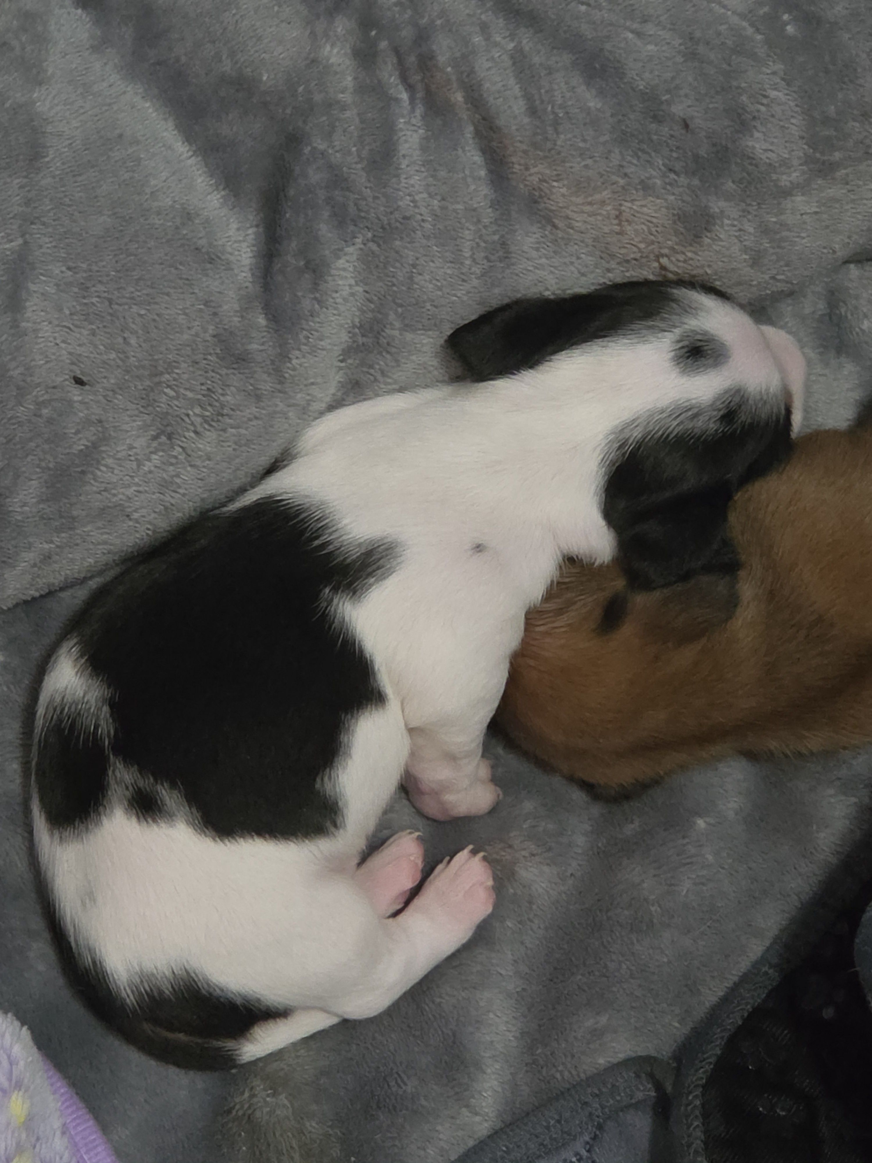 Moo – Miniature Dachshund puppy for sale in San Antonio, TX