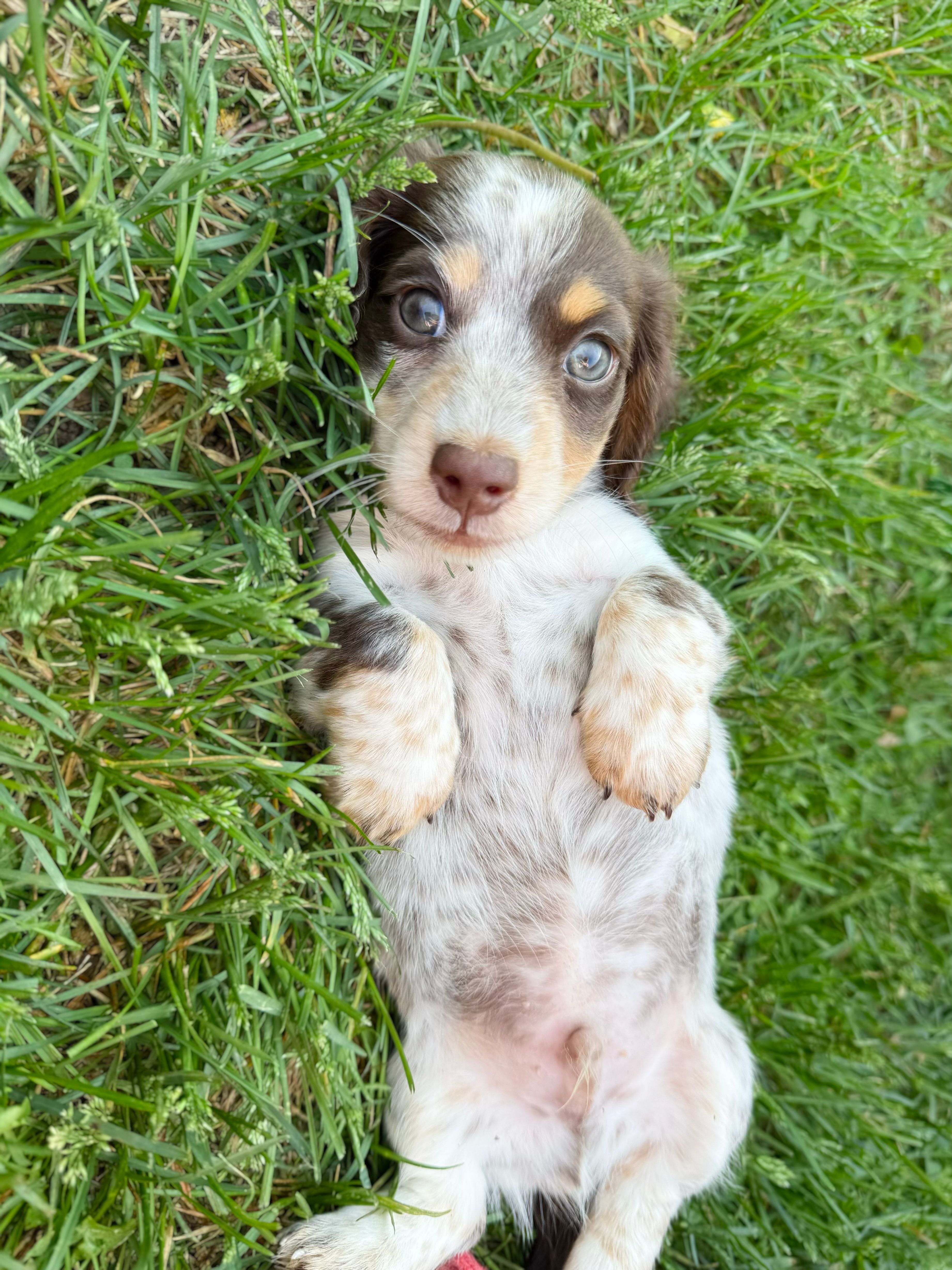 Brownie – Miniature Dachshund puppy for sale in Manhattan, KS