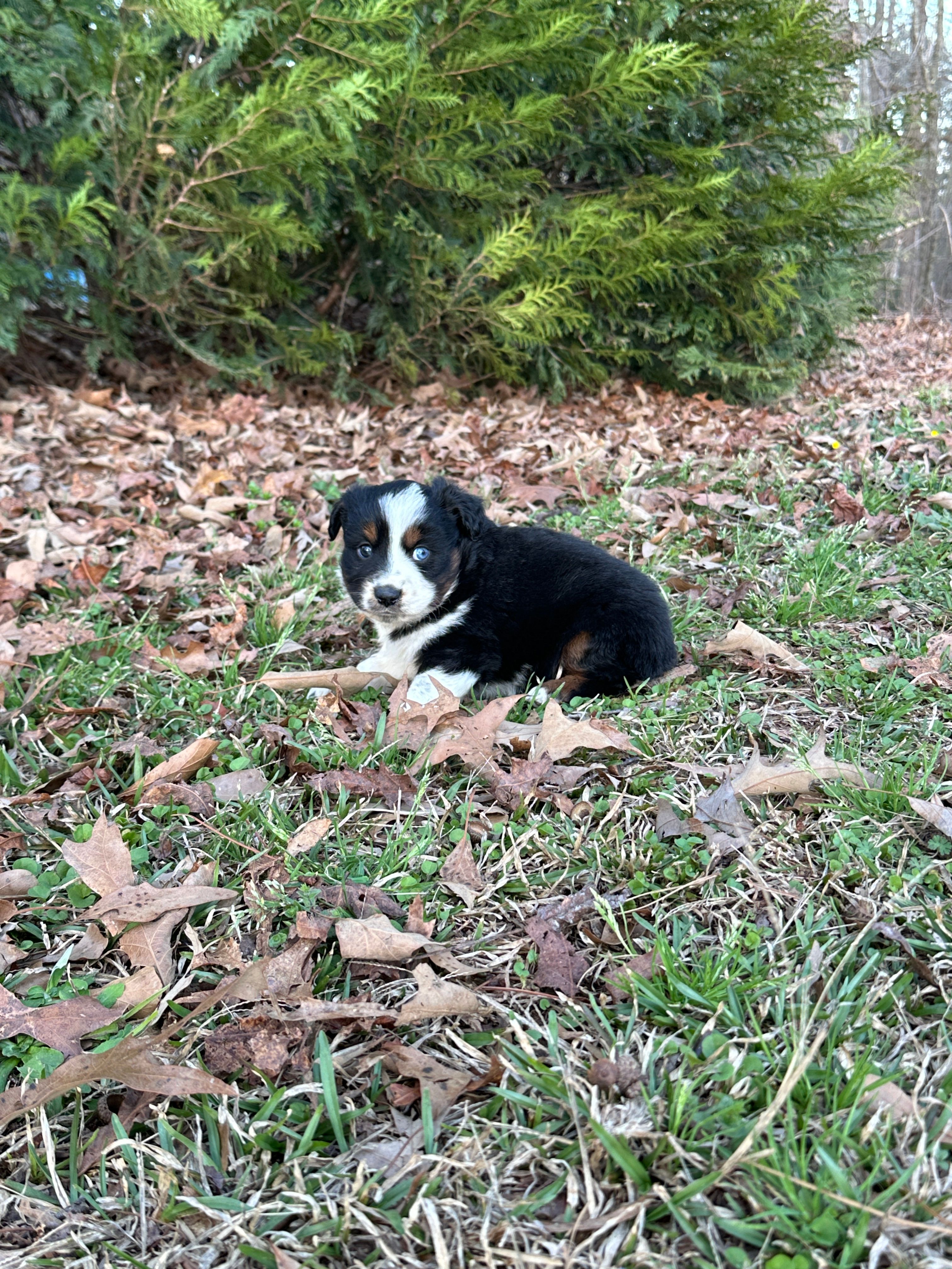Maverick  – Miniature Australian Shepherd puppy for sale in Commerce, GA
