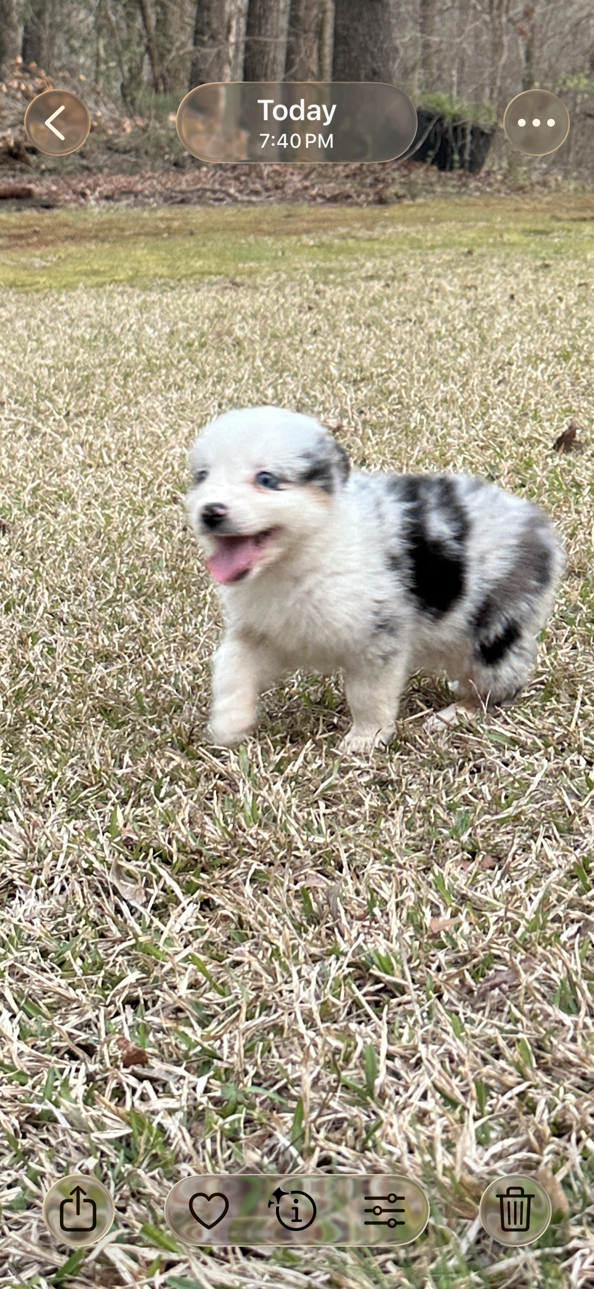 Chip – Miniature Australian Shepherd puppy for sale in Commerce, GA
