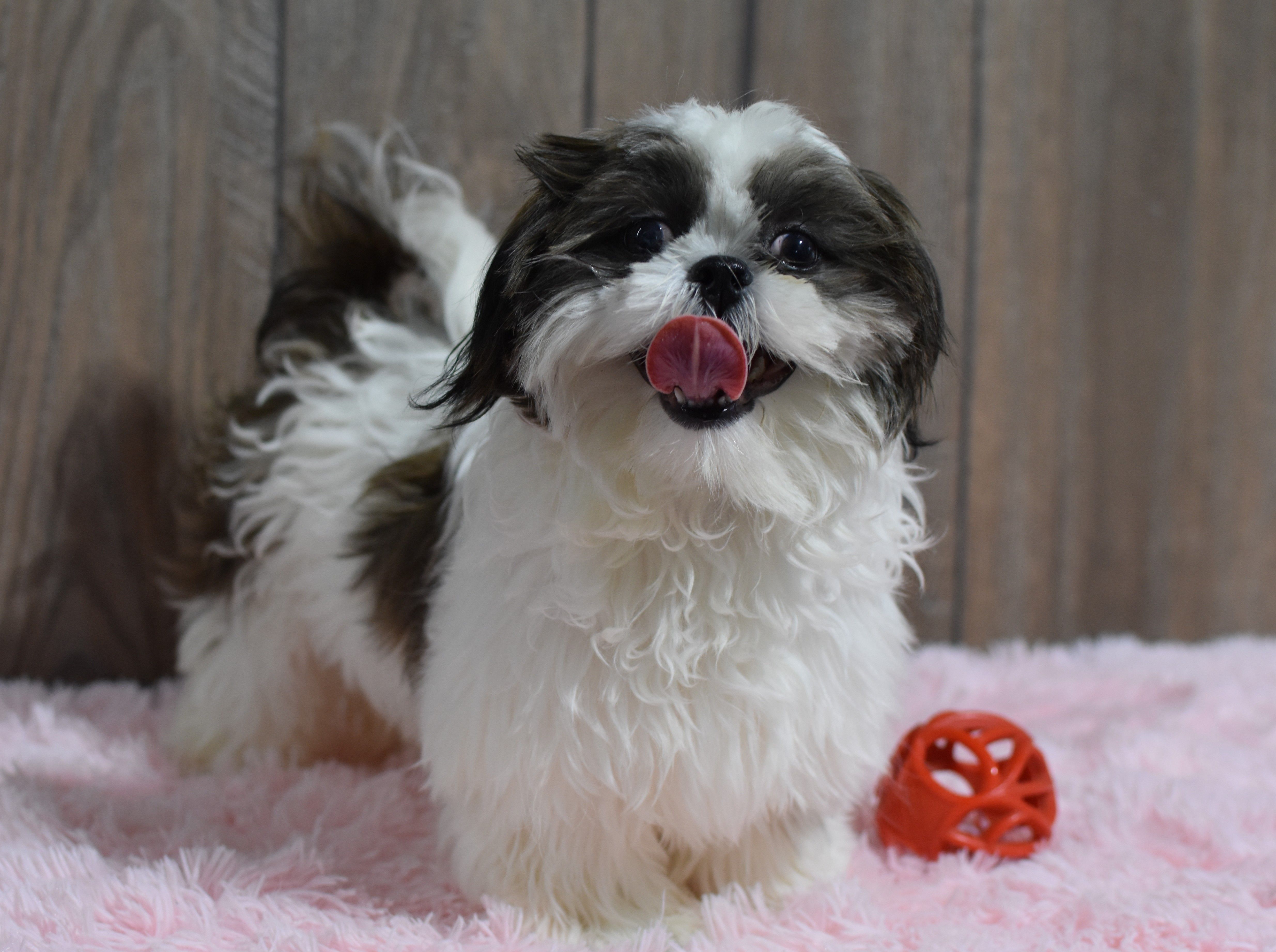 Kara – Shih Tzu puppy for sale in Middlebury, IN