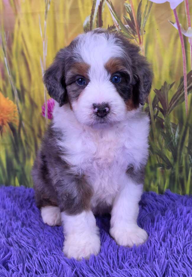 Dew – Miniature Bernedoodle puppy for sale in Walnut Creek, OH
