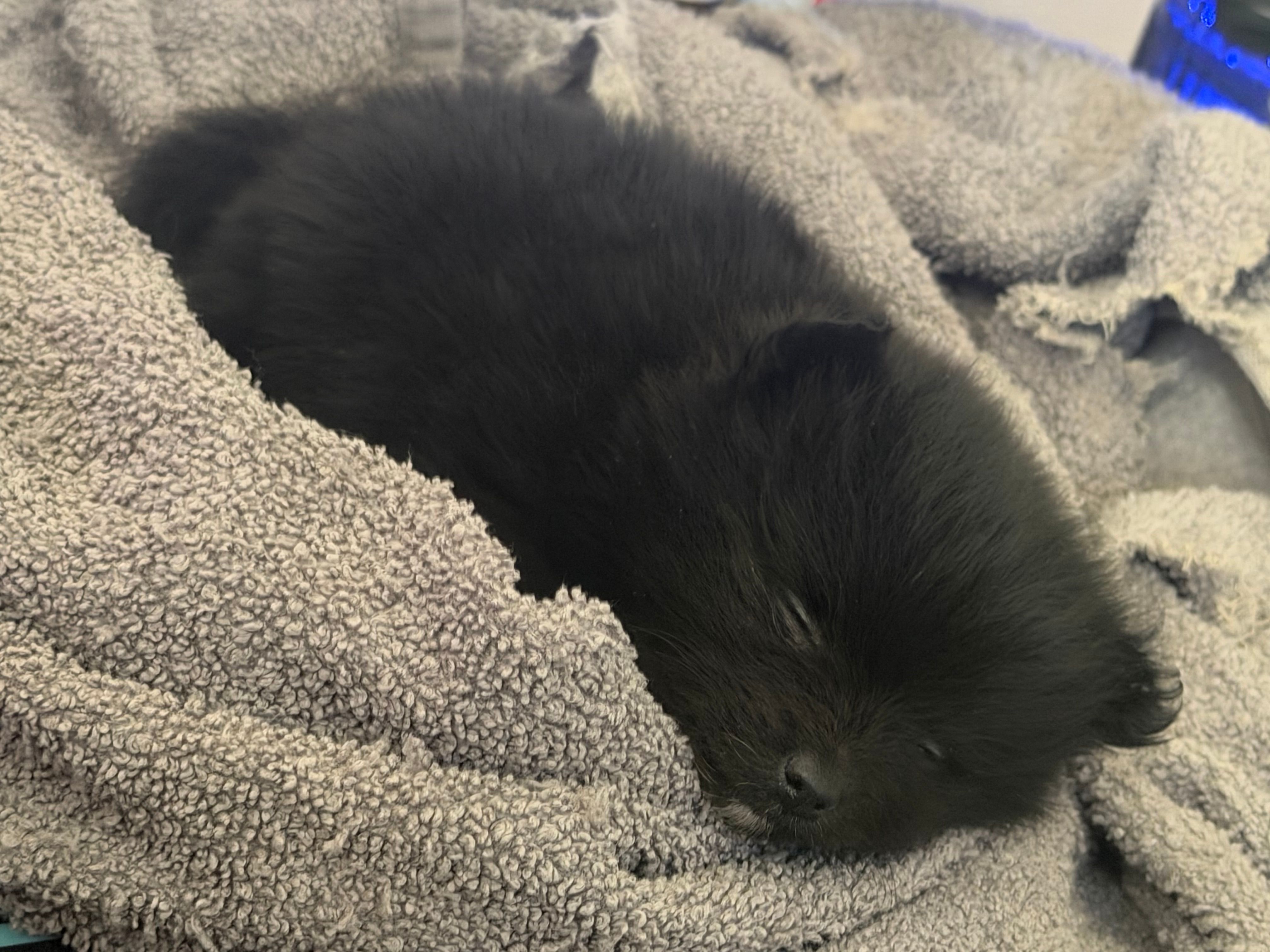 Baby – Pomeranian puppy for sale in Centreville, MD