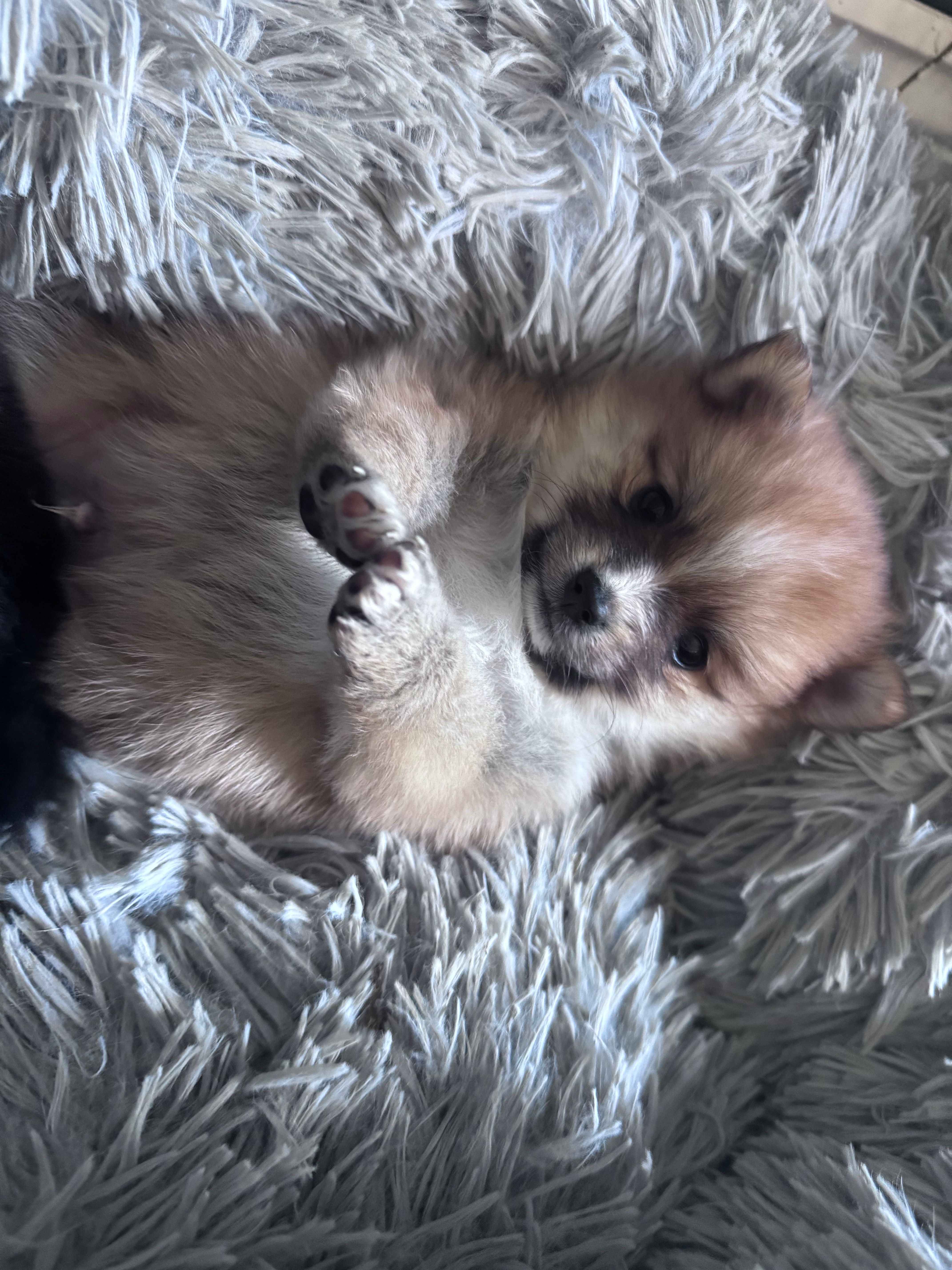 Adrian – Pomeranian puppy for sale in Centreville, MD