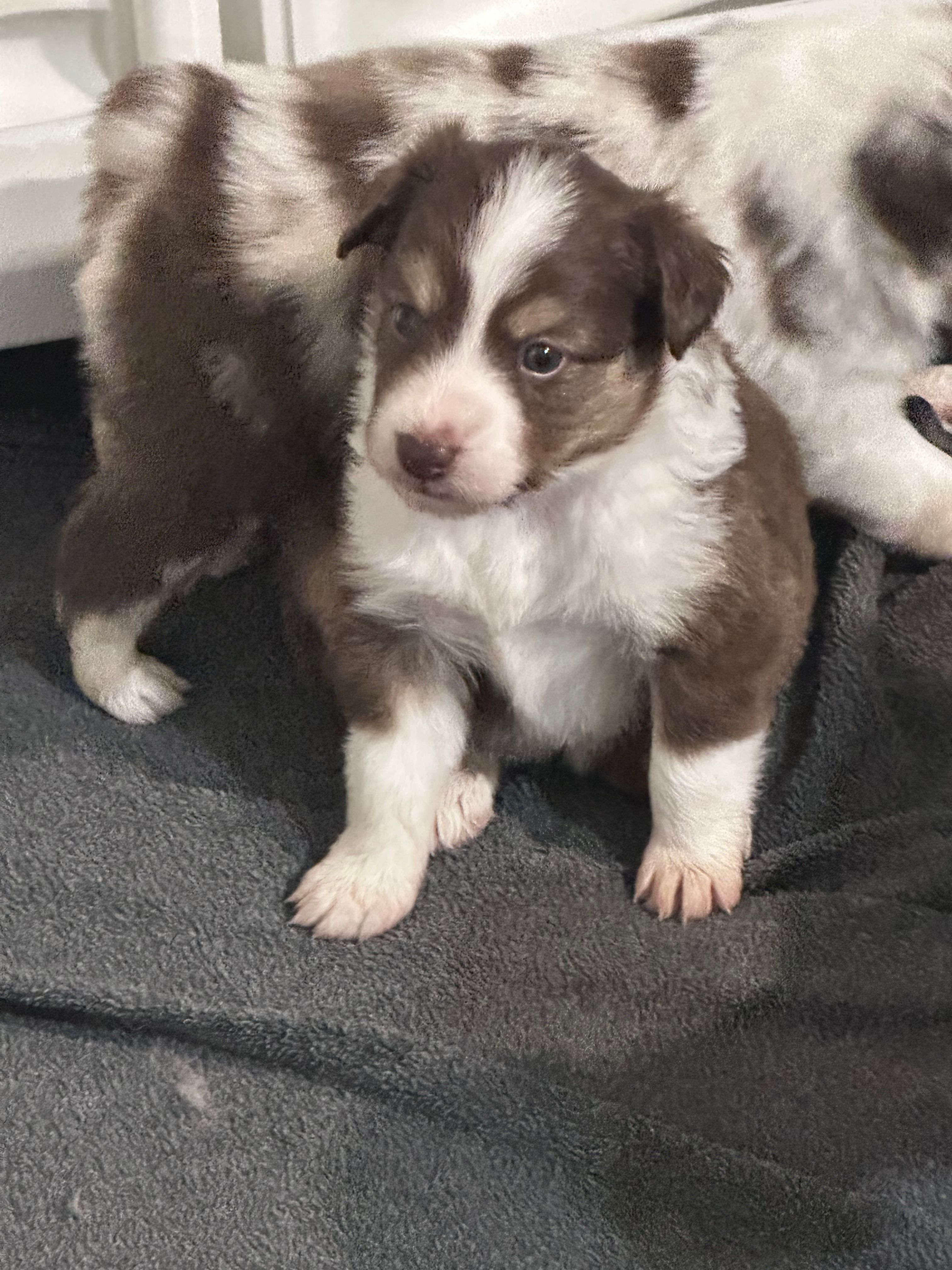 Alize – Miniature Australian Shepherd puppy for sale in Gulfport, MS