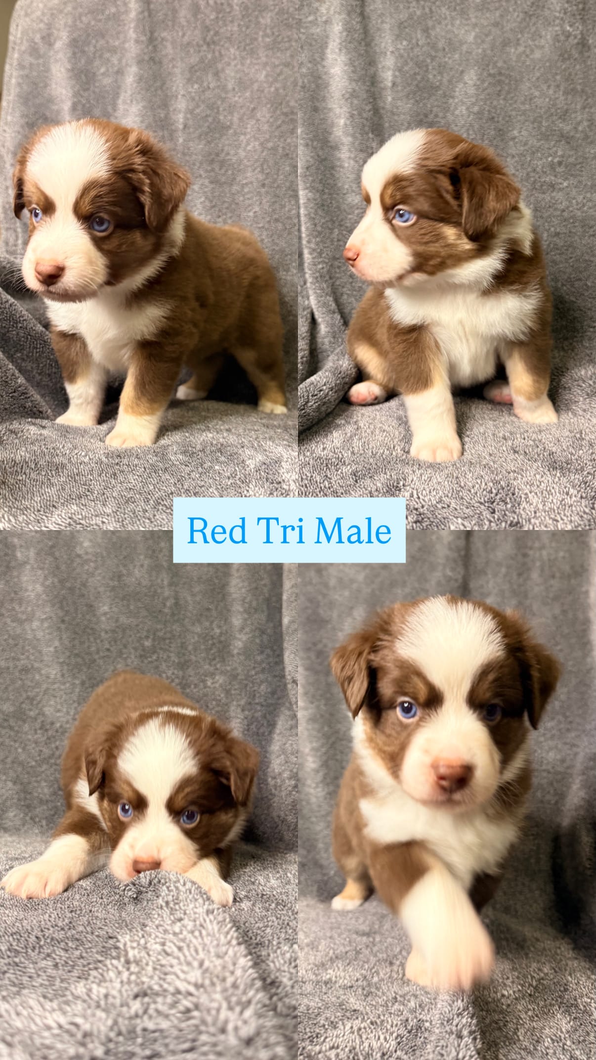 Bourbon  – Miniature Australian Shepherd puppy for sale in Gulfport, MS