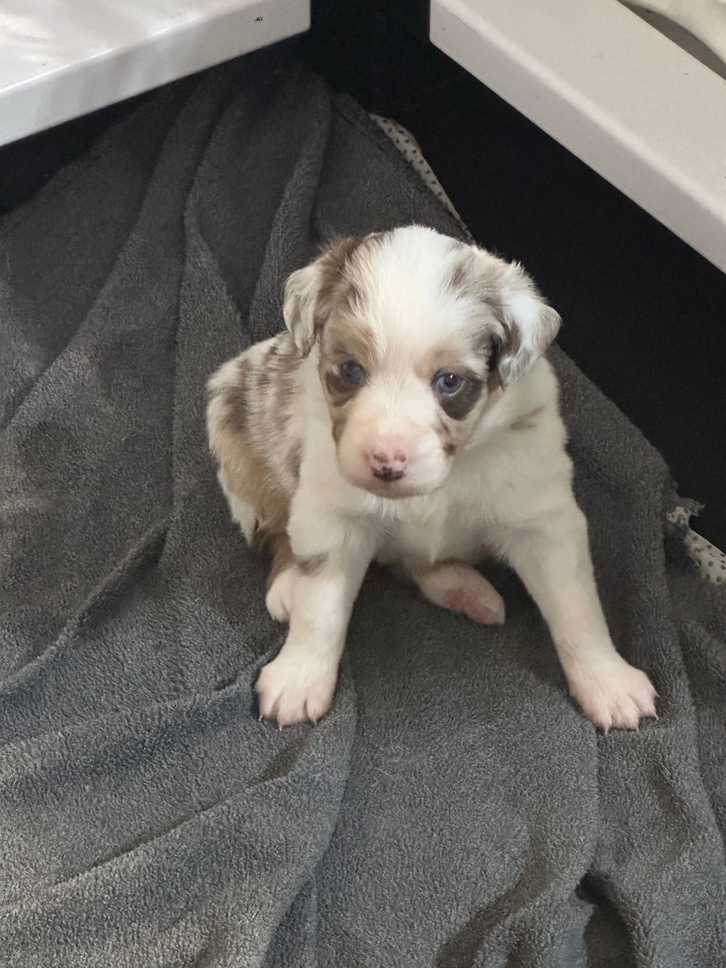 Cognac – Miniature Australian Shepherd puppy for sale in Gulfport, MS