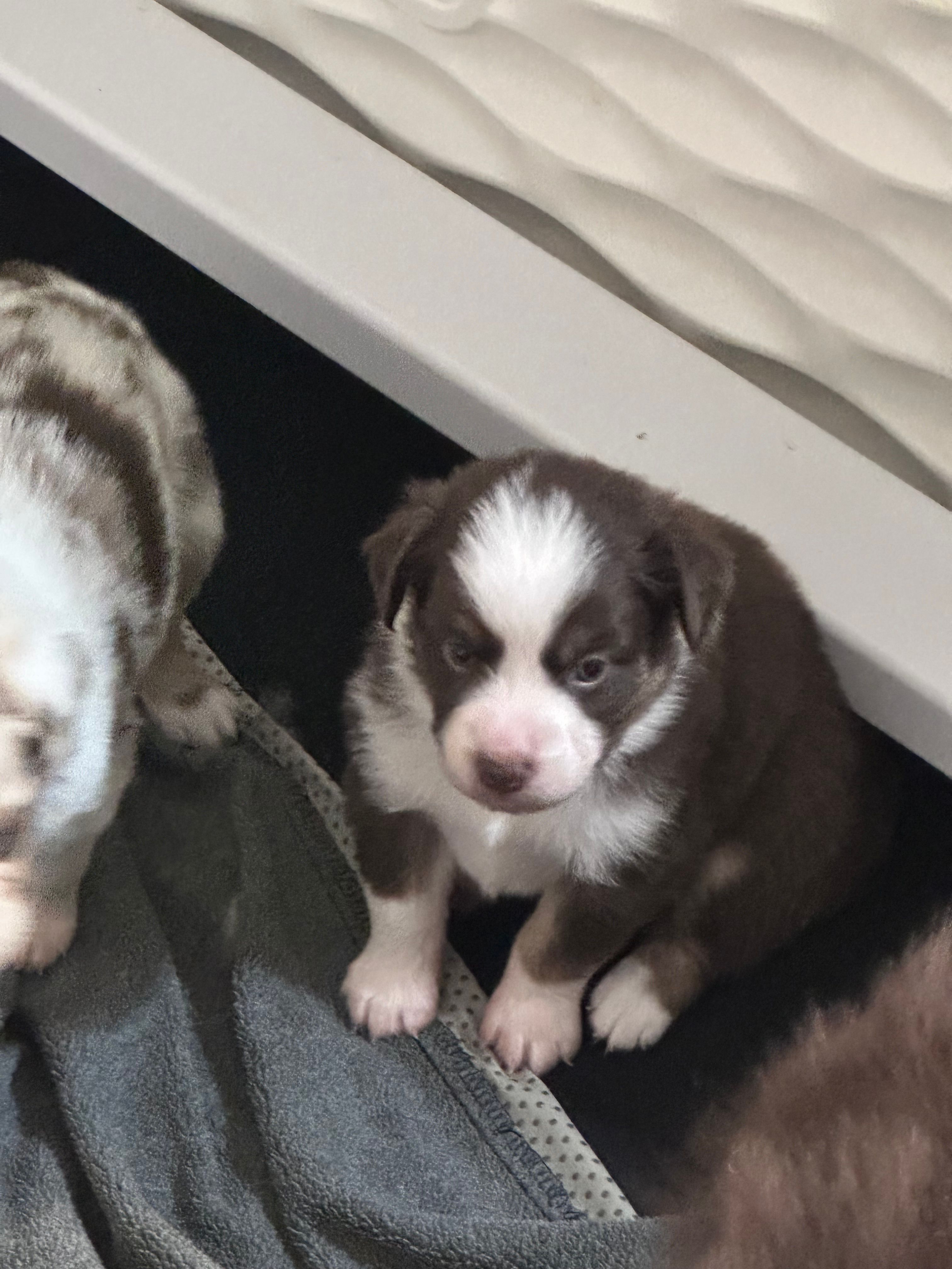 Bourbon  – Miniature Australian Shepherd puppy for sale in Gulfport, MS