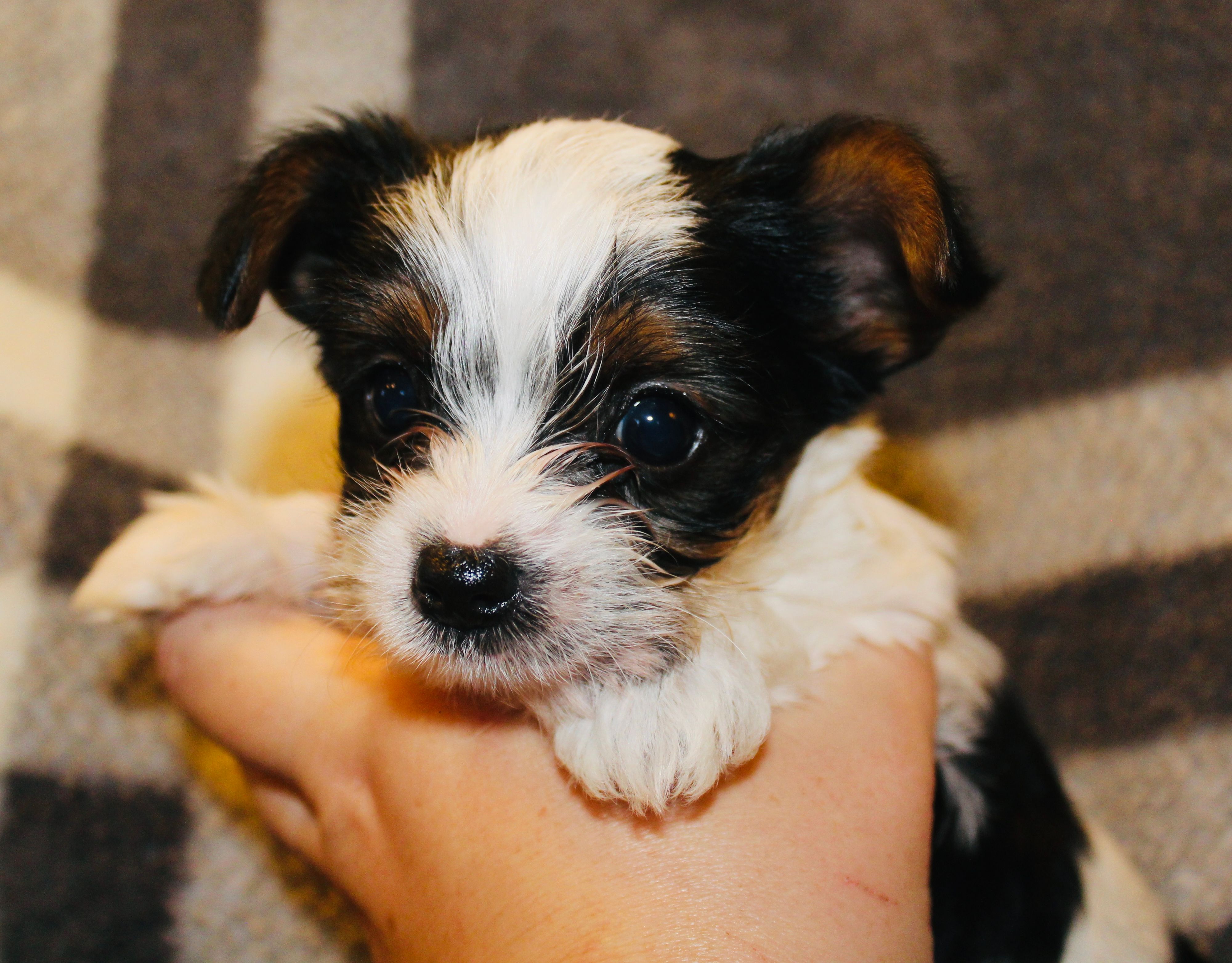 AKC Stitch – Yorkshire Terrier puppy for sale in Adairsville, GA