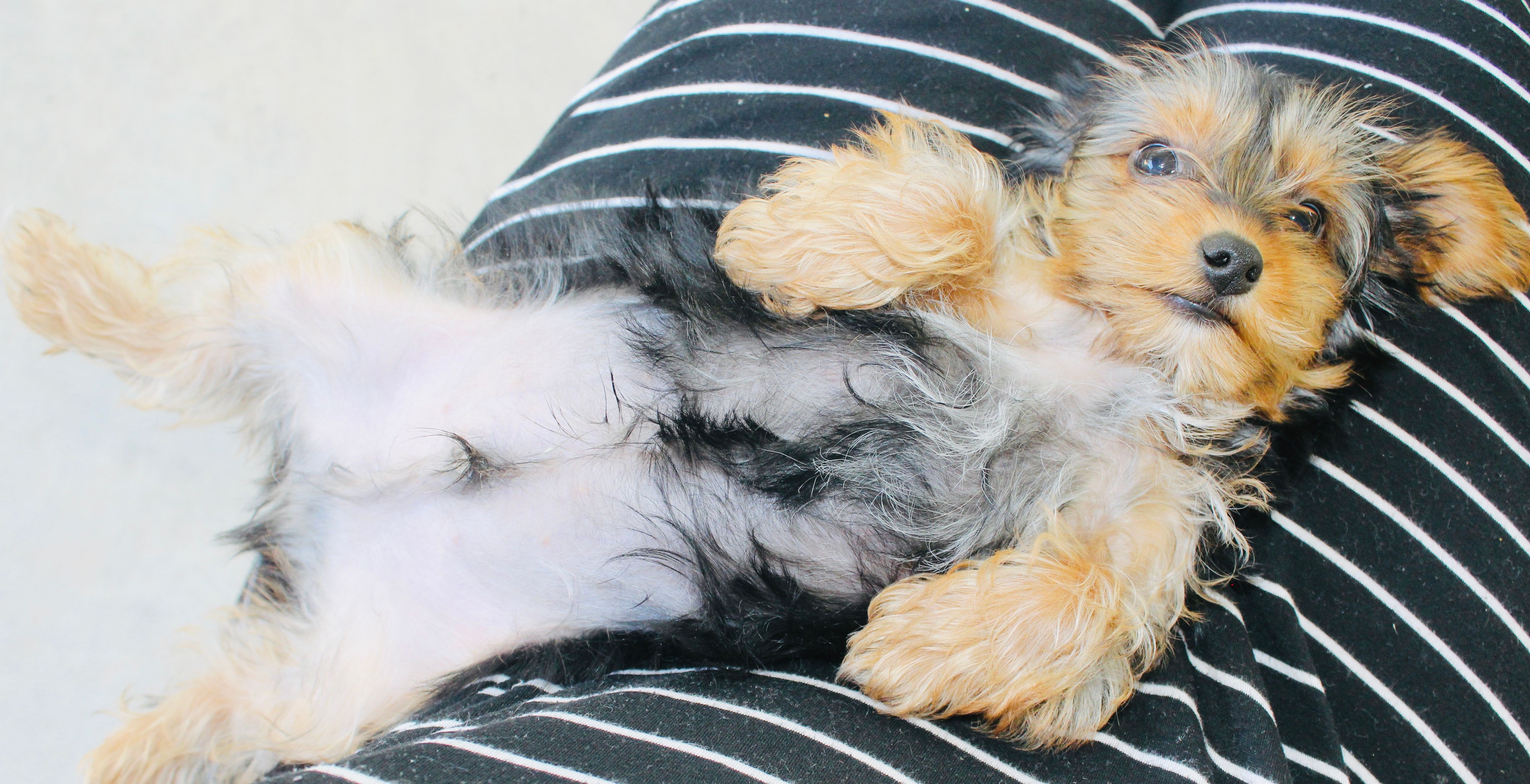 AKC Storm – Yorkshire Terrier puppy for sale in Adairsville, GA