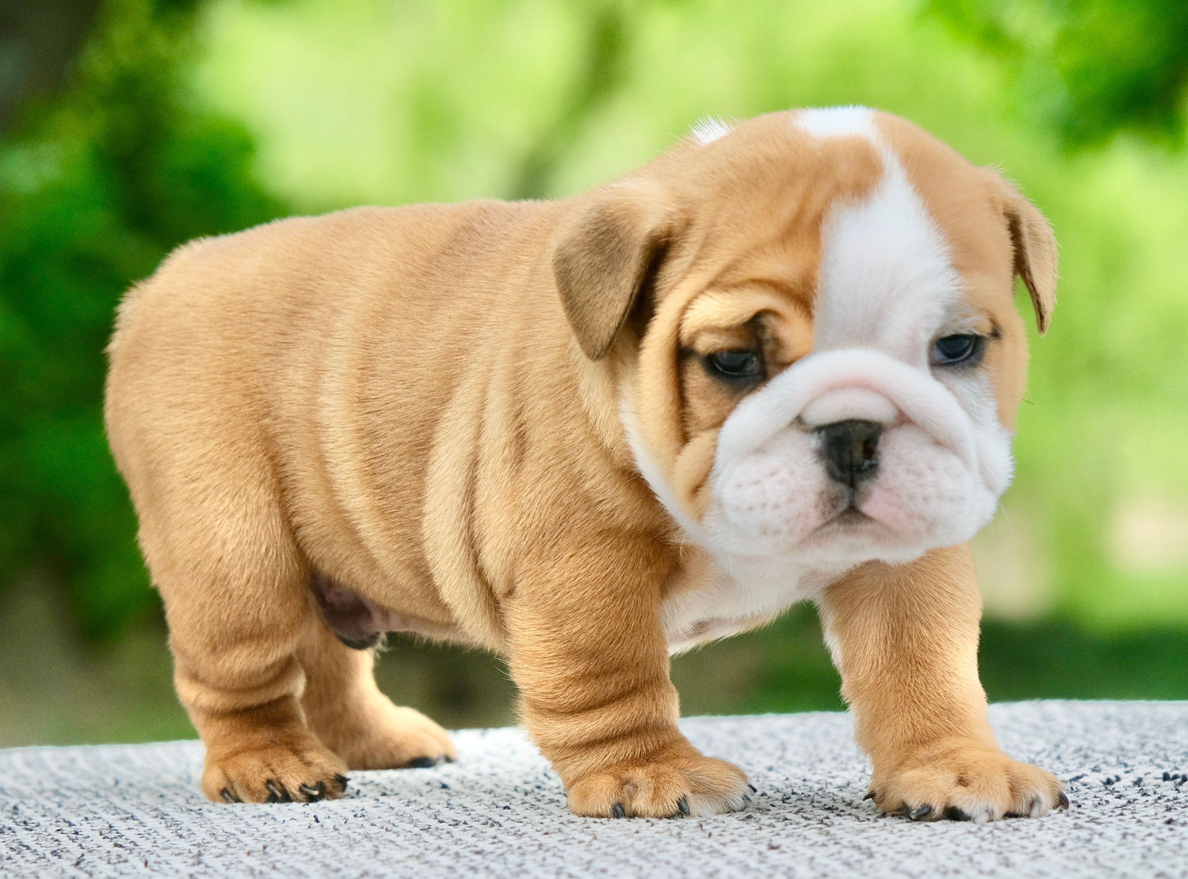 Bentley – English Bulldog puppy for sale in Capon Bridge, WV