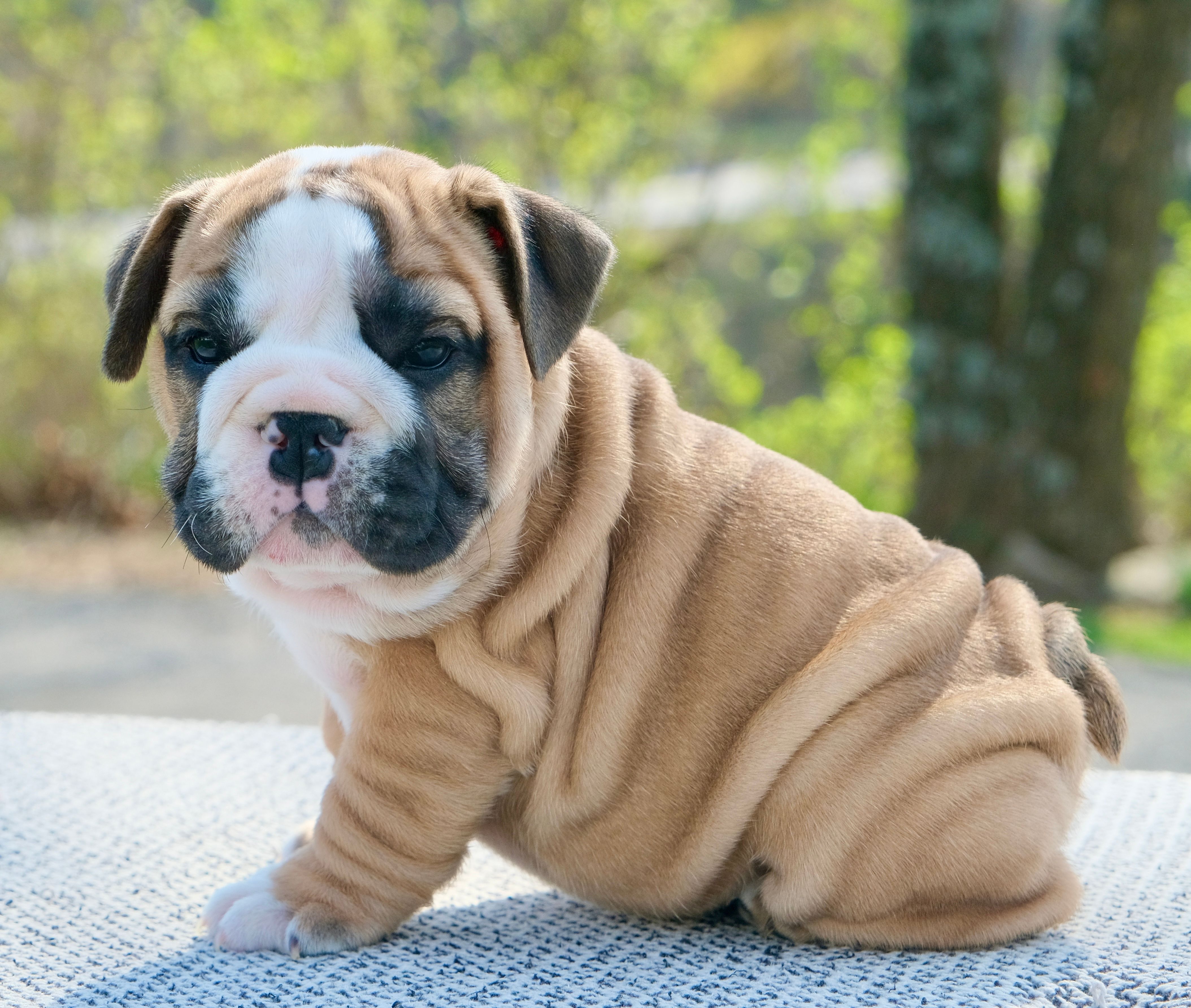 Max – English Bulldog puppy for sale in Capon Bridge, WV