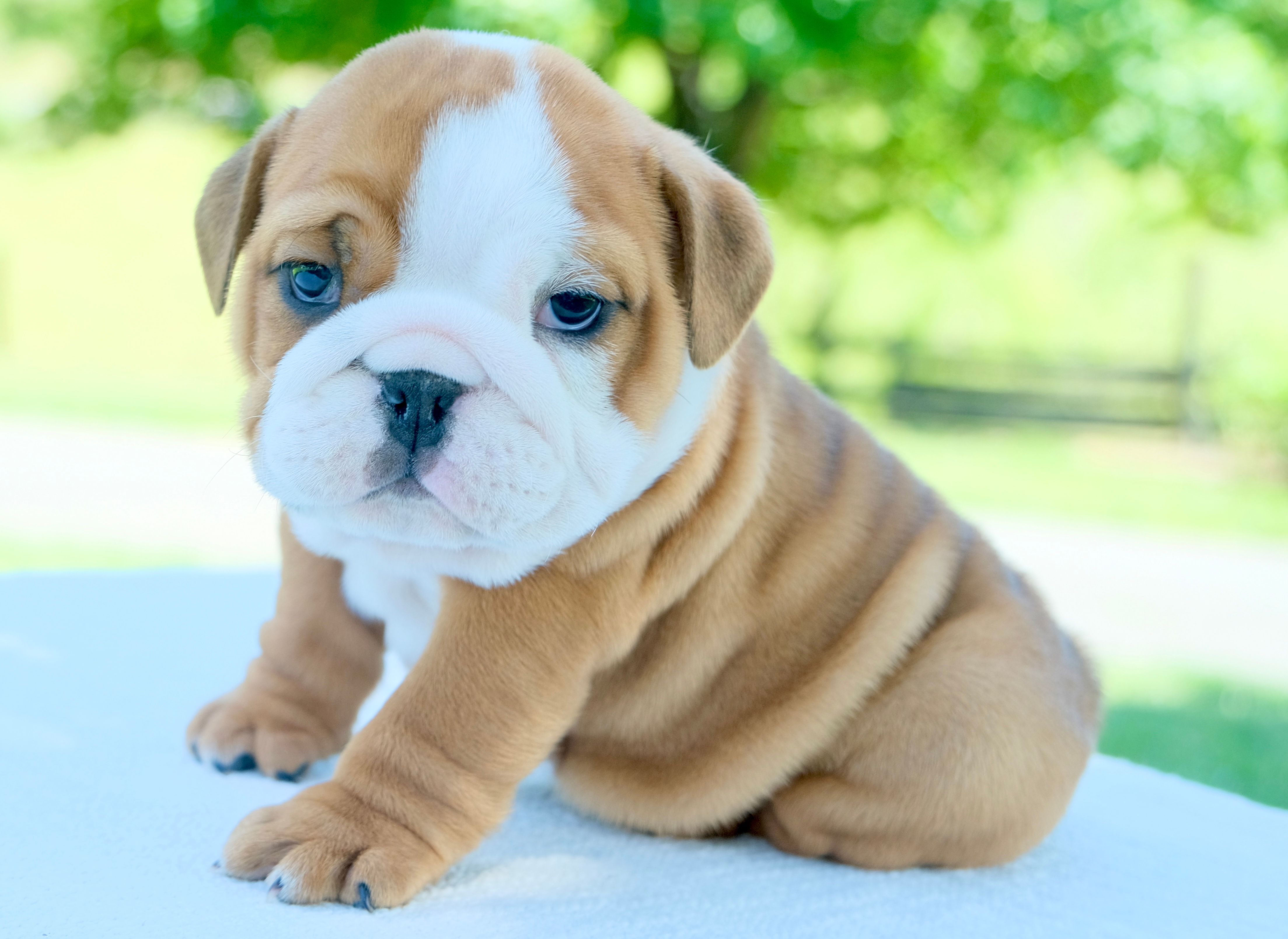 Bentley – English Bulldog puppy for sale in Capon Bridge, WV