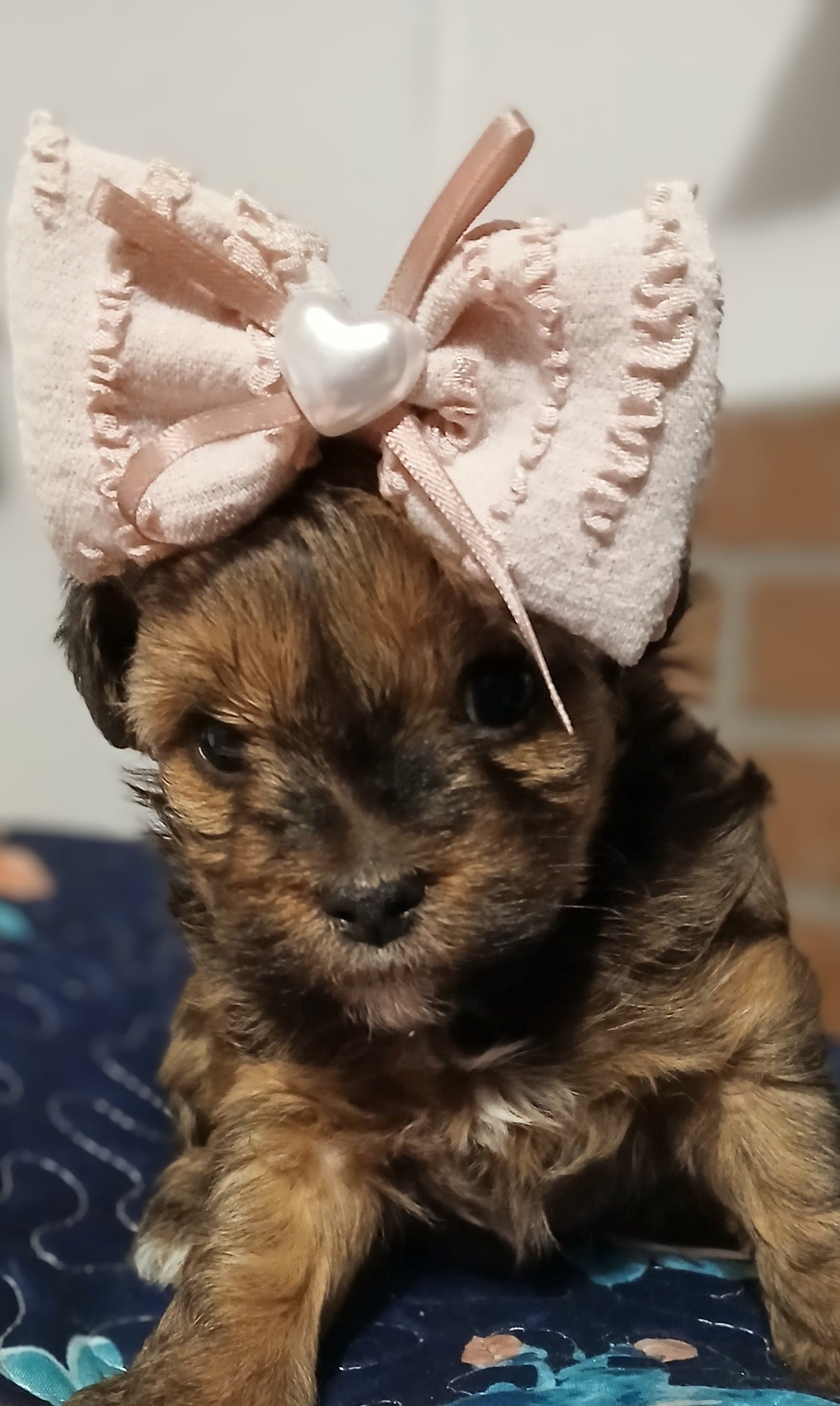 Lola May – Yorkipoo puppy for sale in Exeter, MO