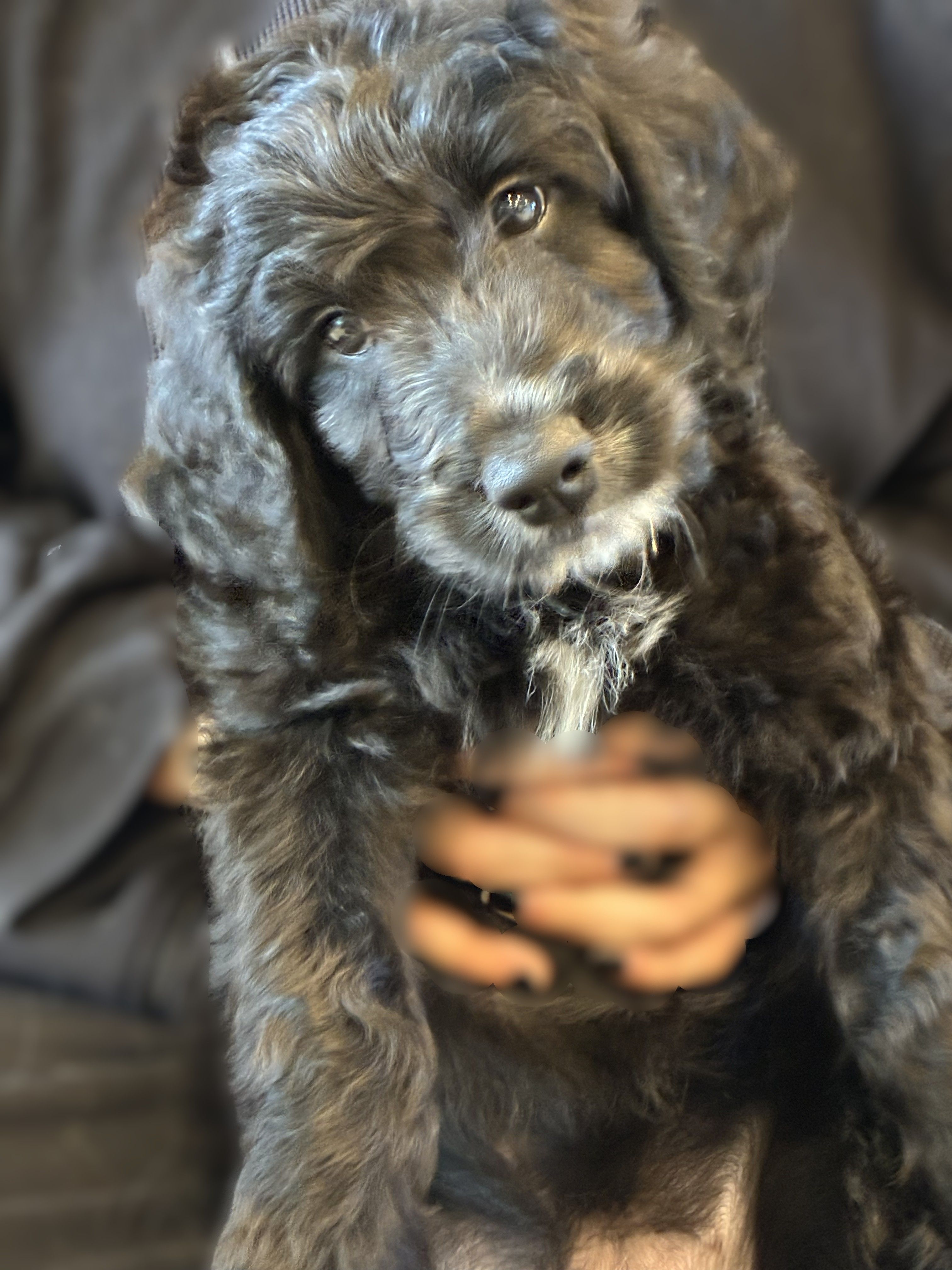 Ms. Brown-F1B – Goldendoodle puppy for sale in Fort Lauderdale, FL