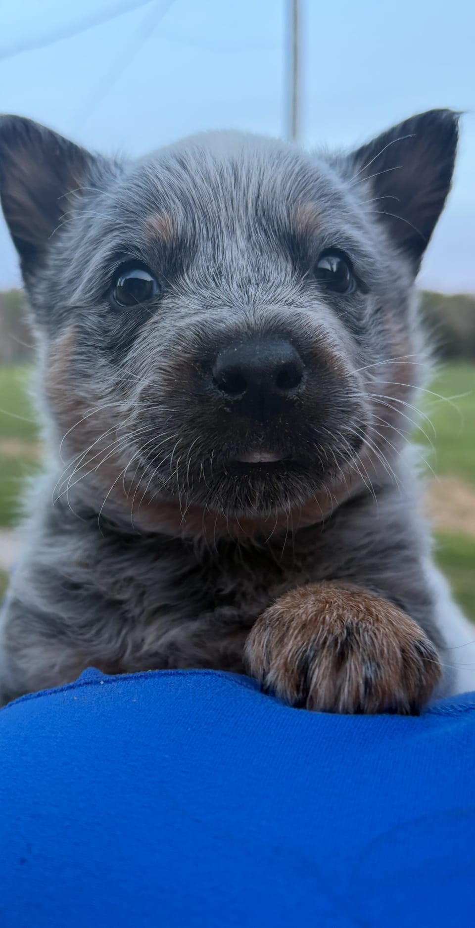 Hank – Australian Cattle Dog puppy for sale in Munfordville, KY